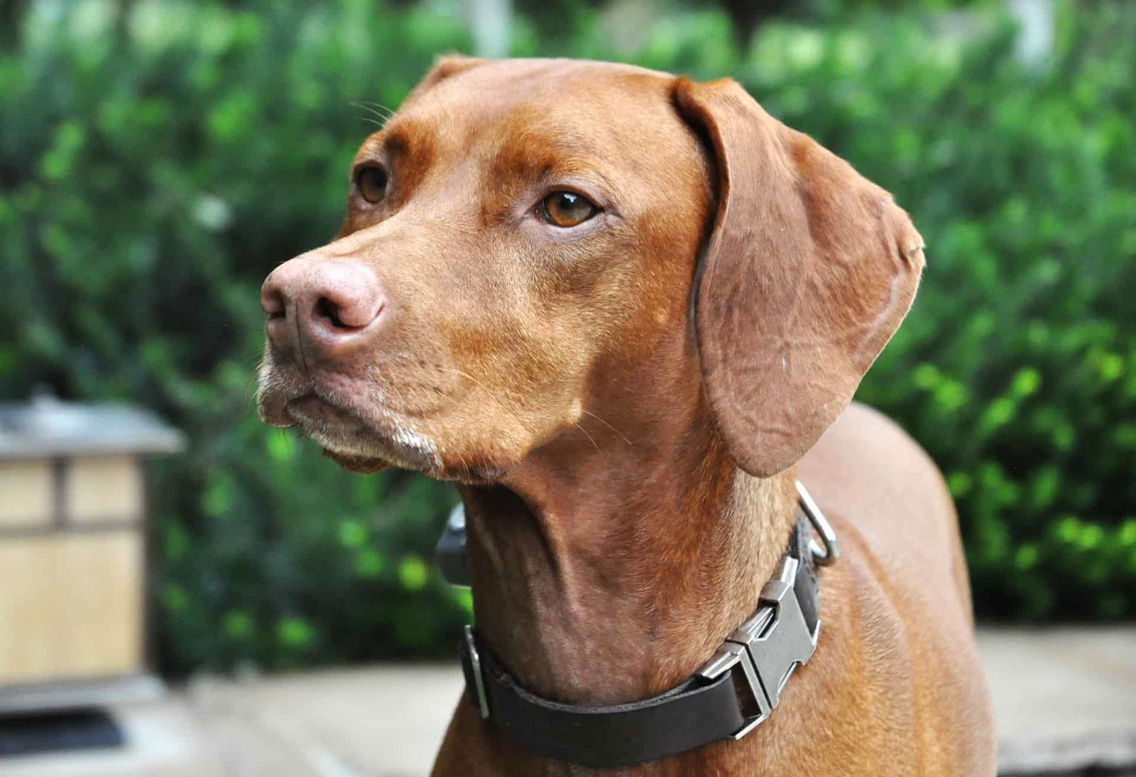 Close-up of a brown dog with a collar, outdoor setting, emphasizing dog rescue and care services.