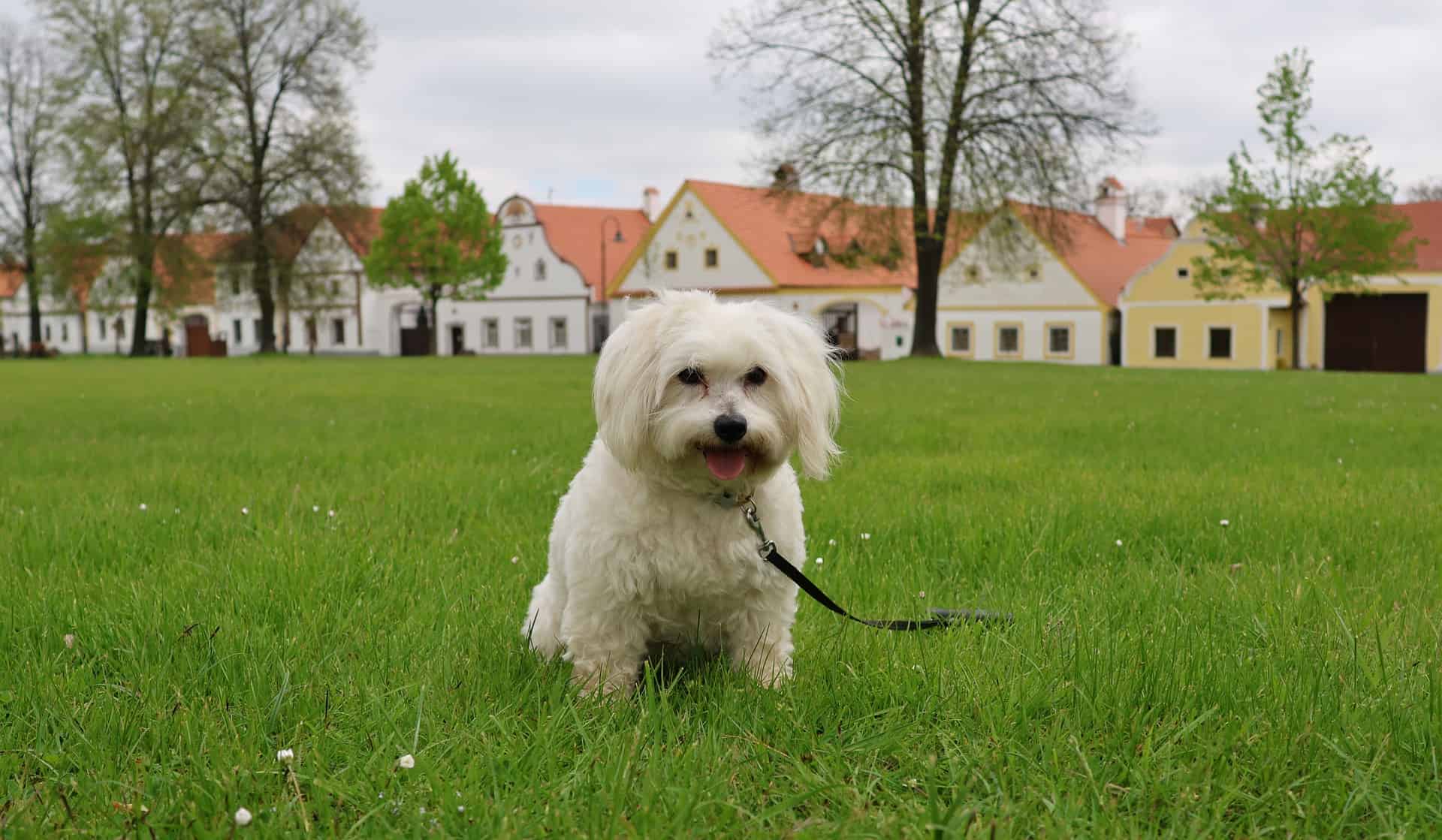 Coton de Tulear photo 2