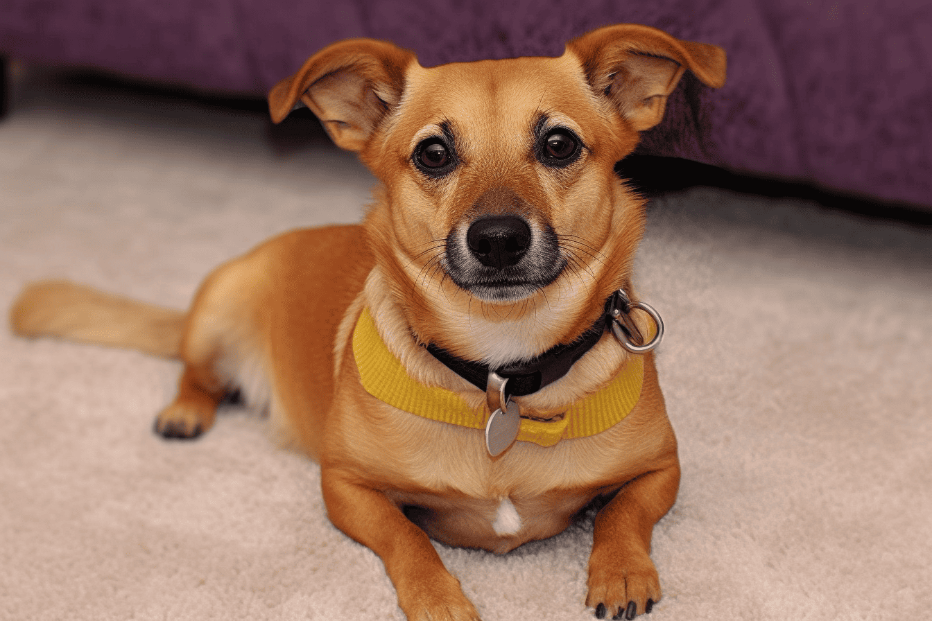 Dorgi (Corgi & Dachshund Blend) photo 2