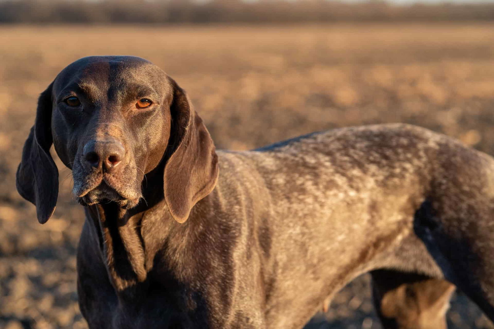 German Shorthaired Pointer photo 2