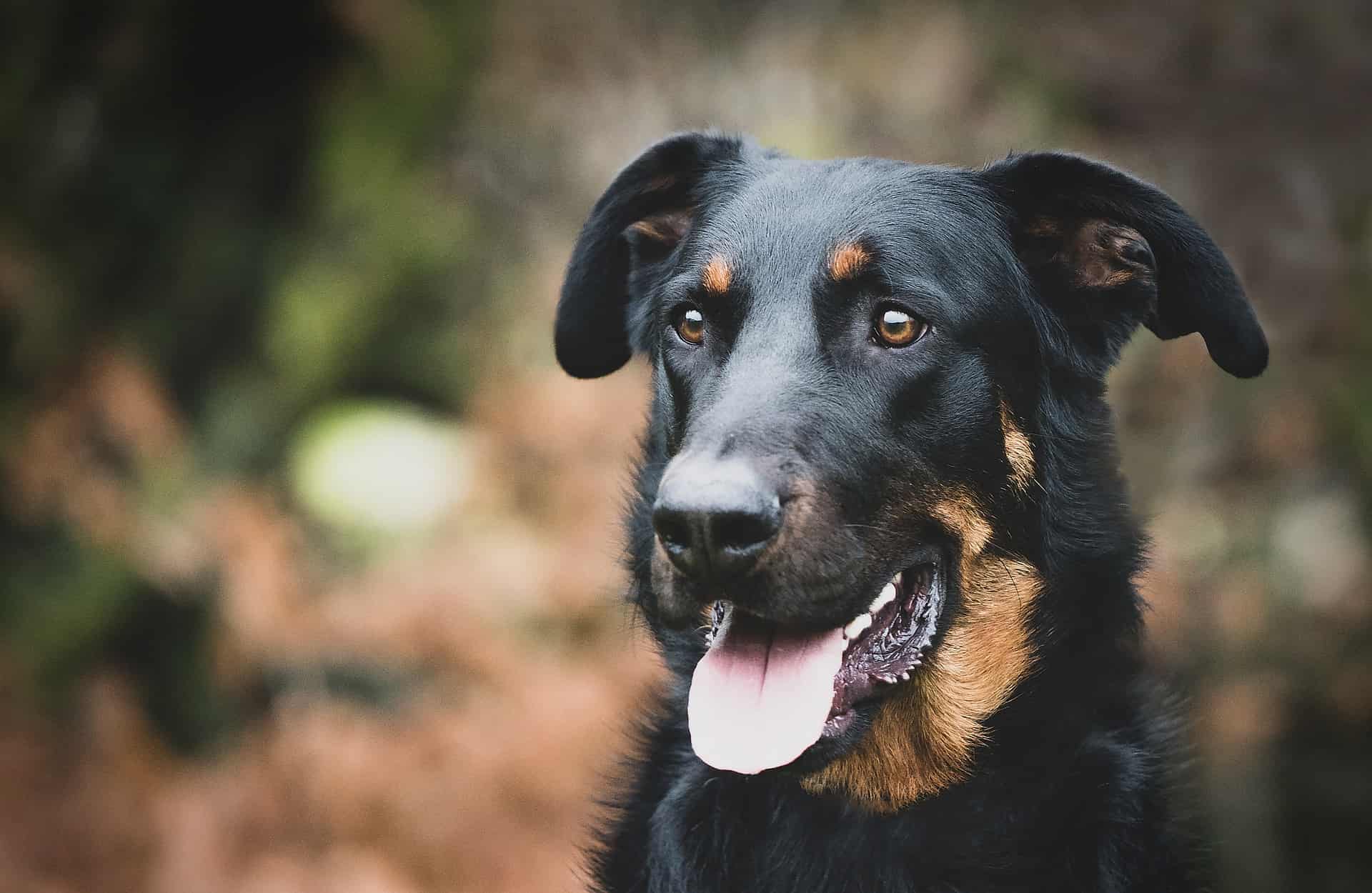 Dog portrait of a black and tan Rottweiler in an outdoor setting, showcasing loyalty and companionship for dog lovers.