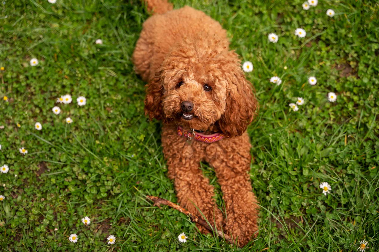 Adorable red curly poodle puppy sitting on lush green grass with daisies, looking up adorably.