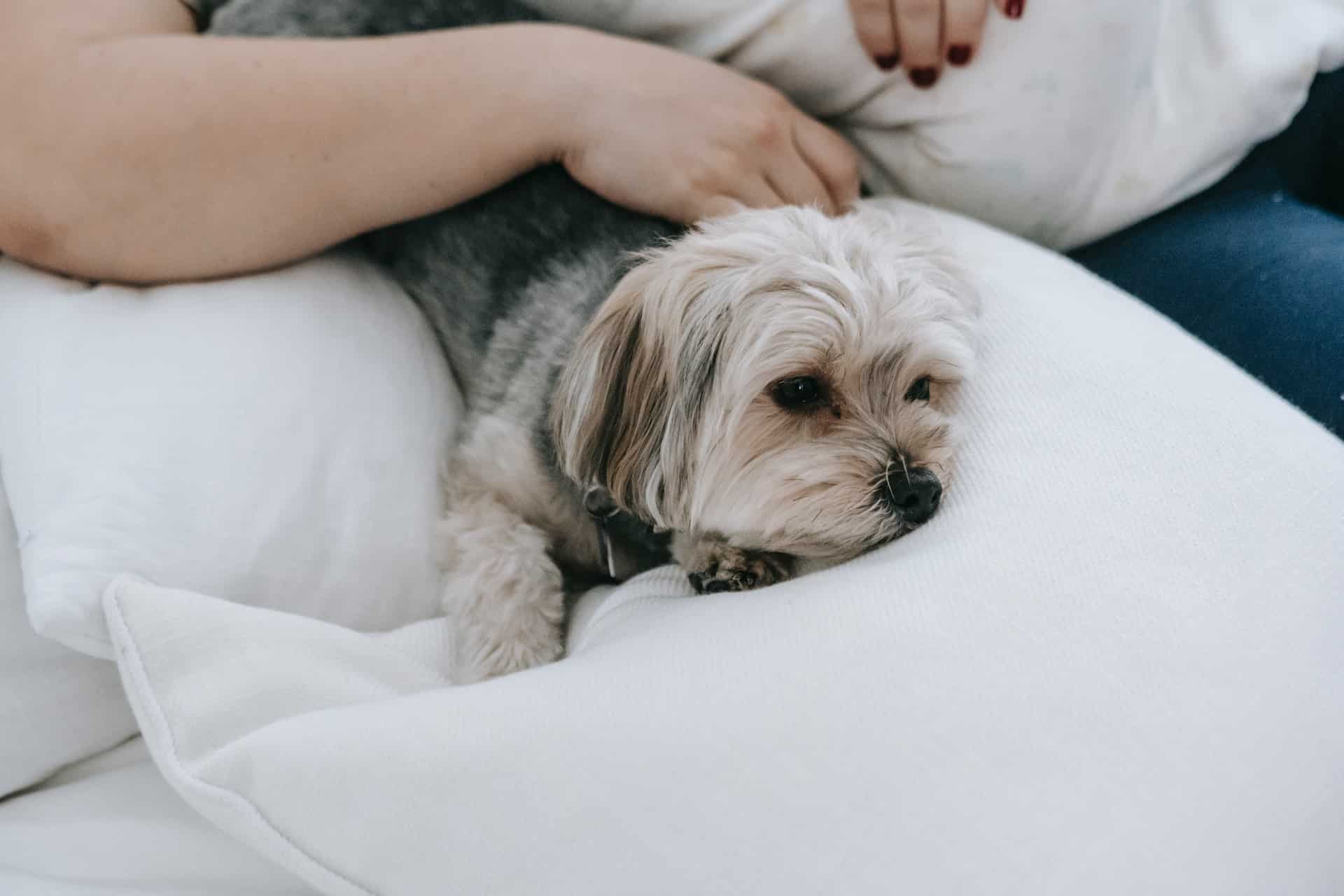 Adorable small dog resting on a white couch, cozy and calm atmosphere.