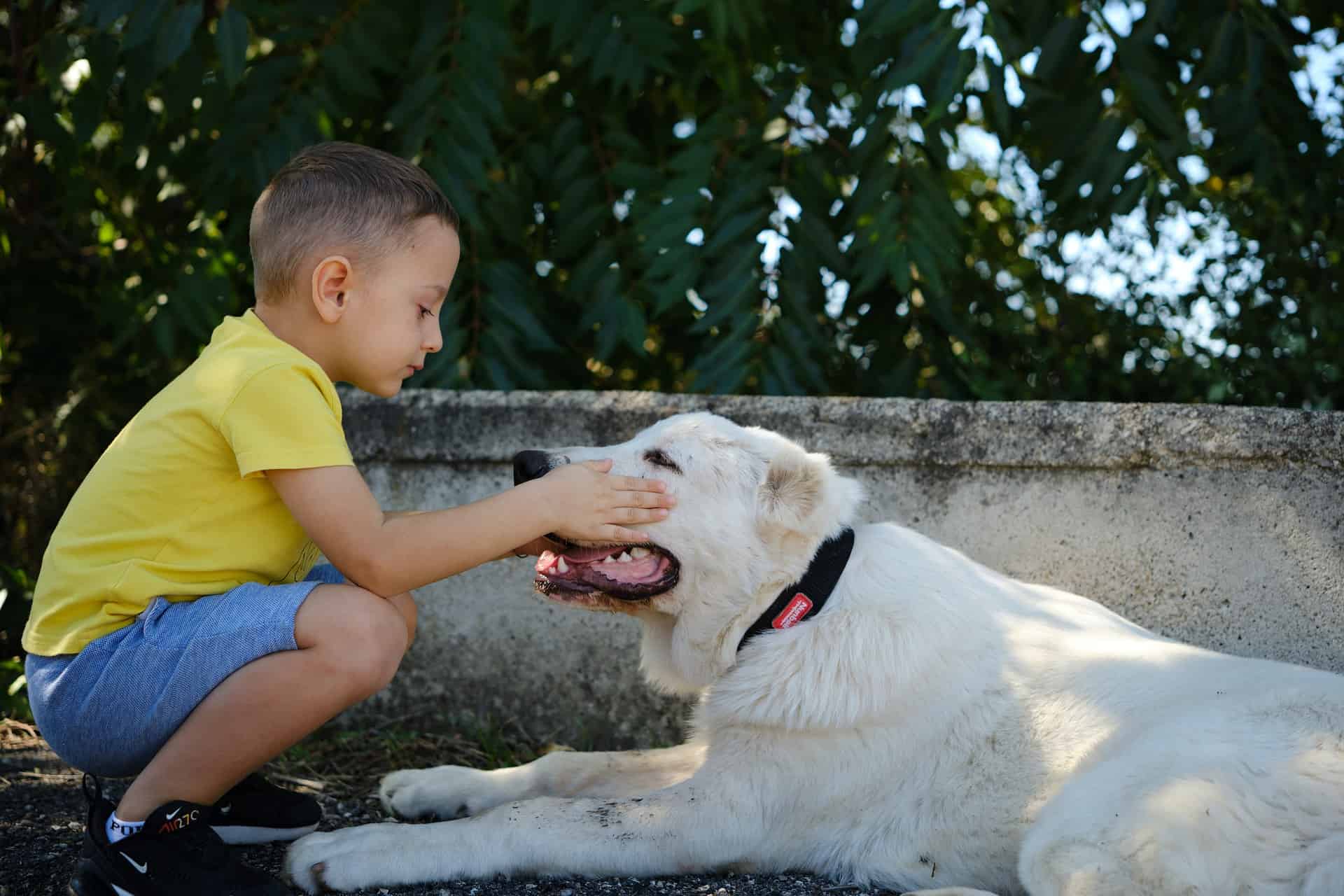Adorable boy petting a happy, friendly white dog lying on the ground in a park.