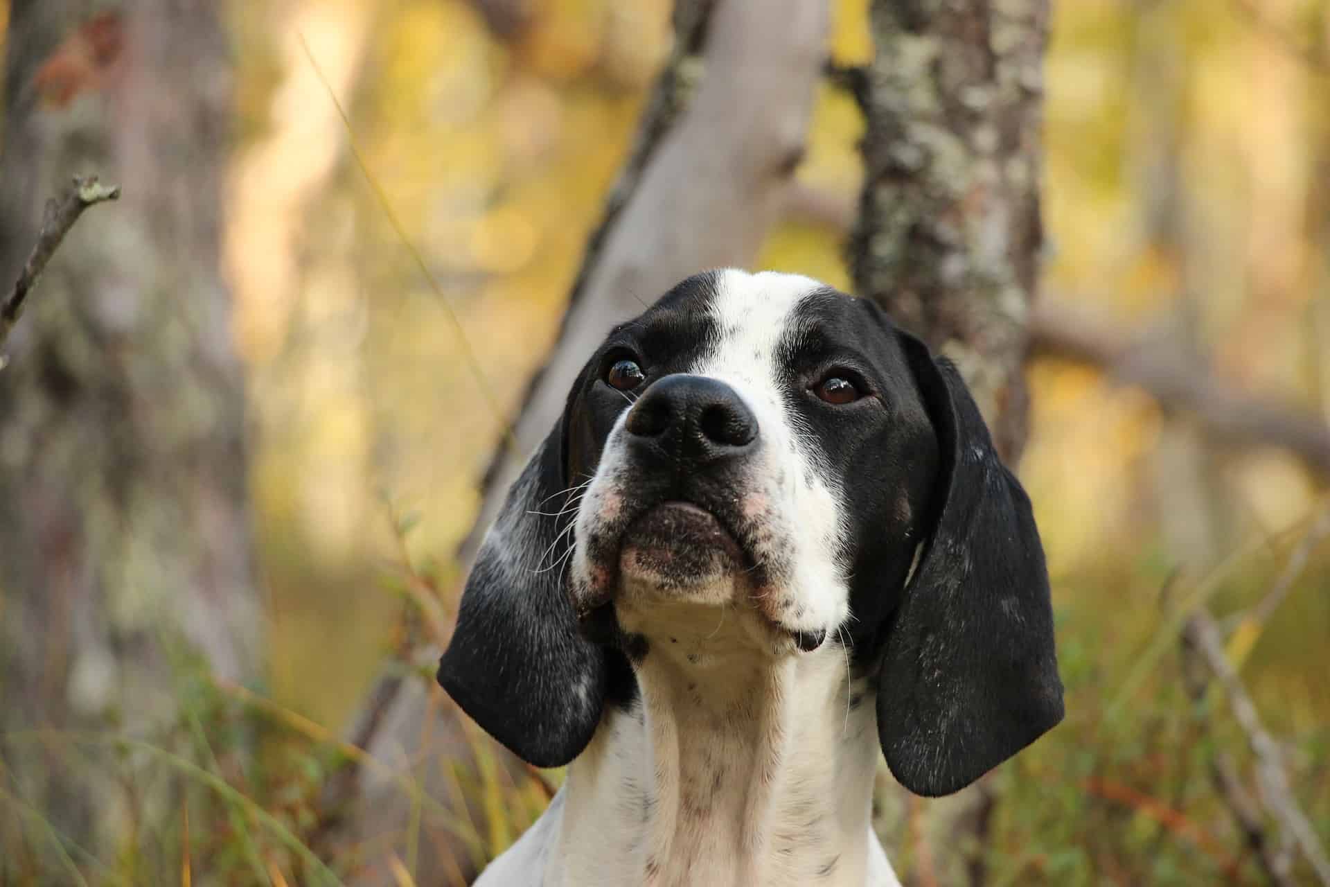 Dog in outdoor natural setting, black and white hound, surrounded by fall foliage.