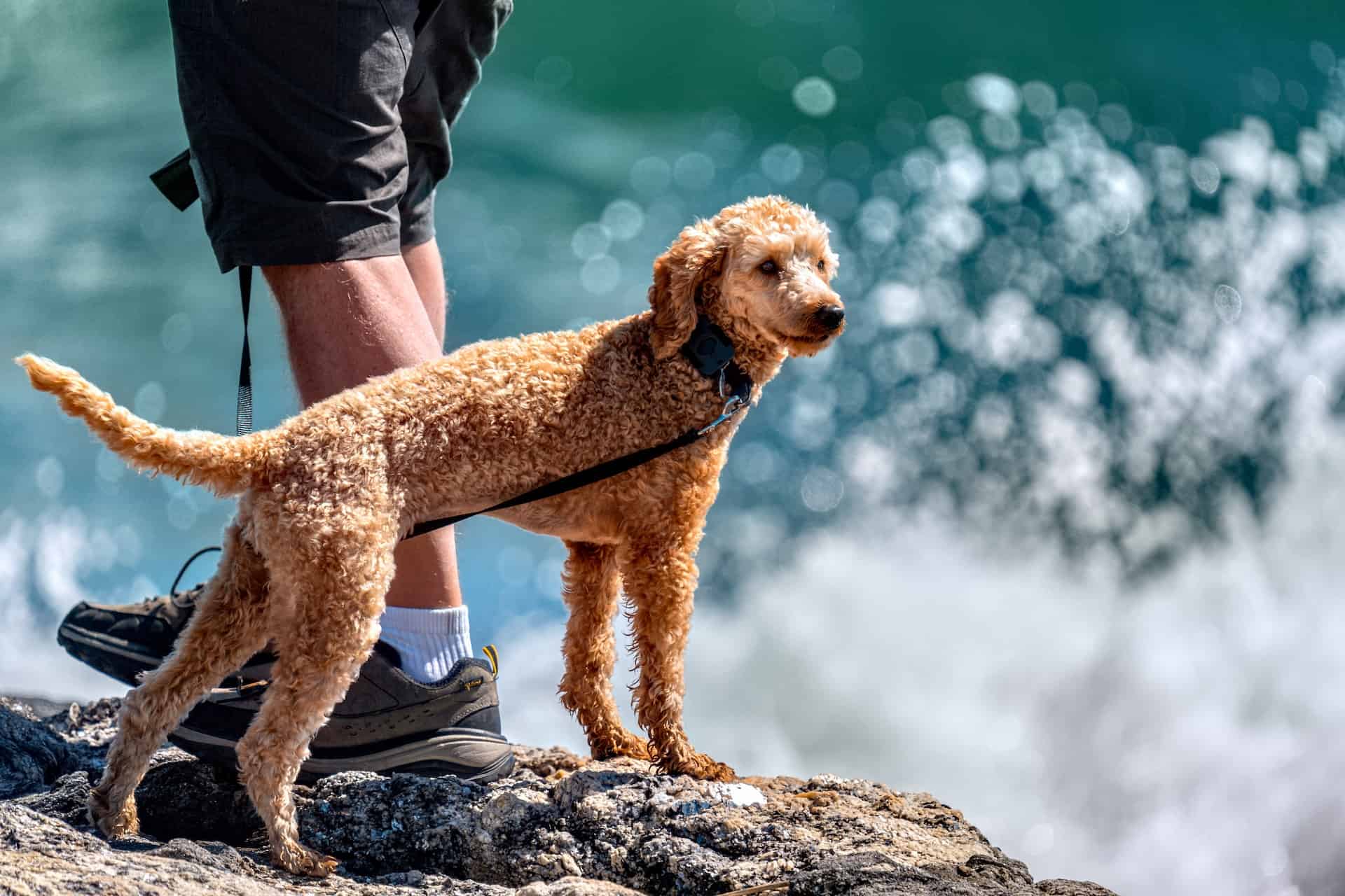 Adorable goldendoodle puppy during outdoor walk next to the water.