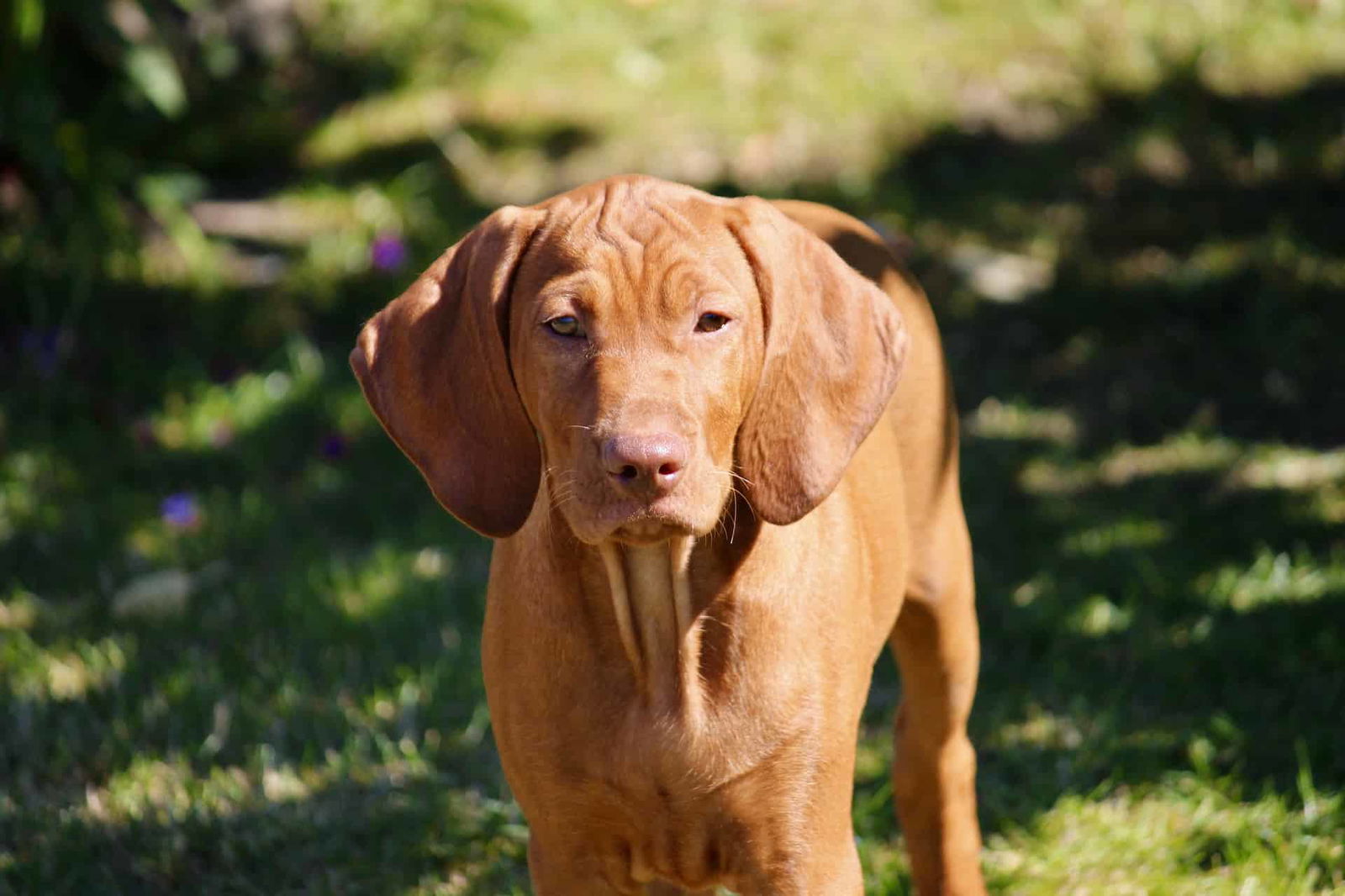 Adorable brown puppy with floppy ears standing on grass in sunny outdoor setting.