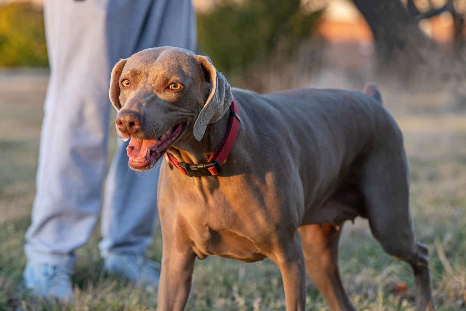 Friendly gray dog on a walk, energetic dog with a red collar enjoying outdoor exercise, top pet care advice, dog training, and fitness tips.