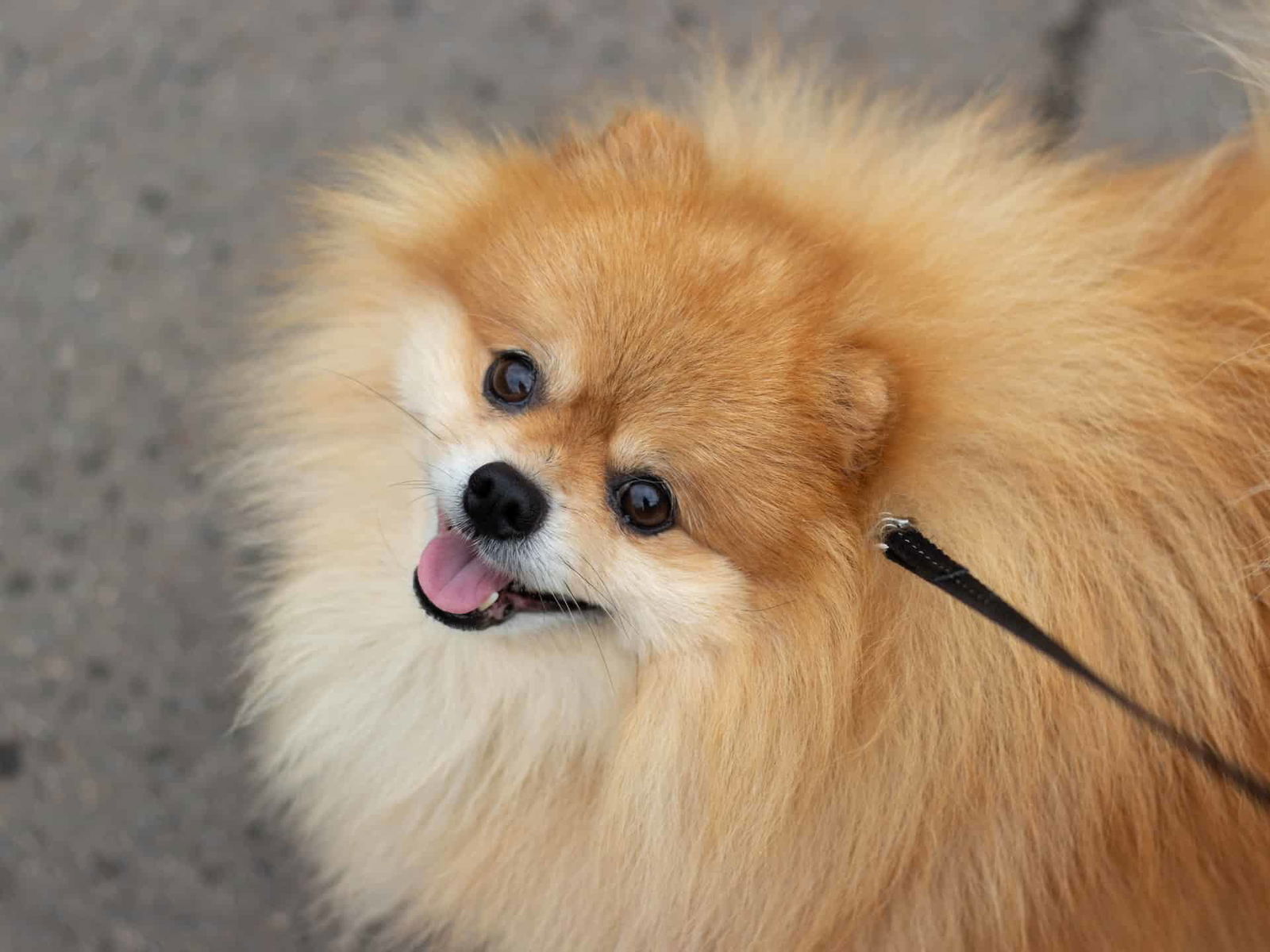 Adorable Pomeranian with fluffy fur, bright eyes, and a playful mood.