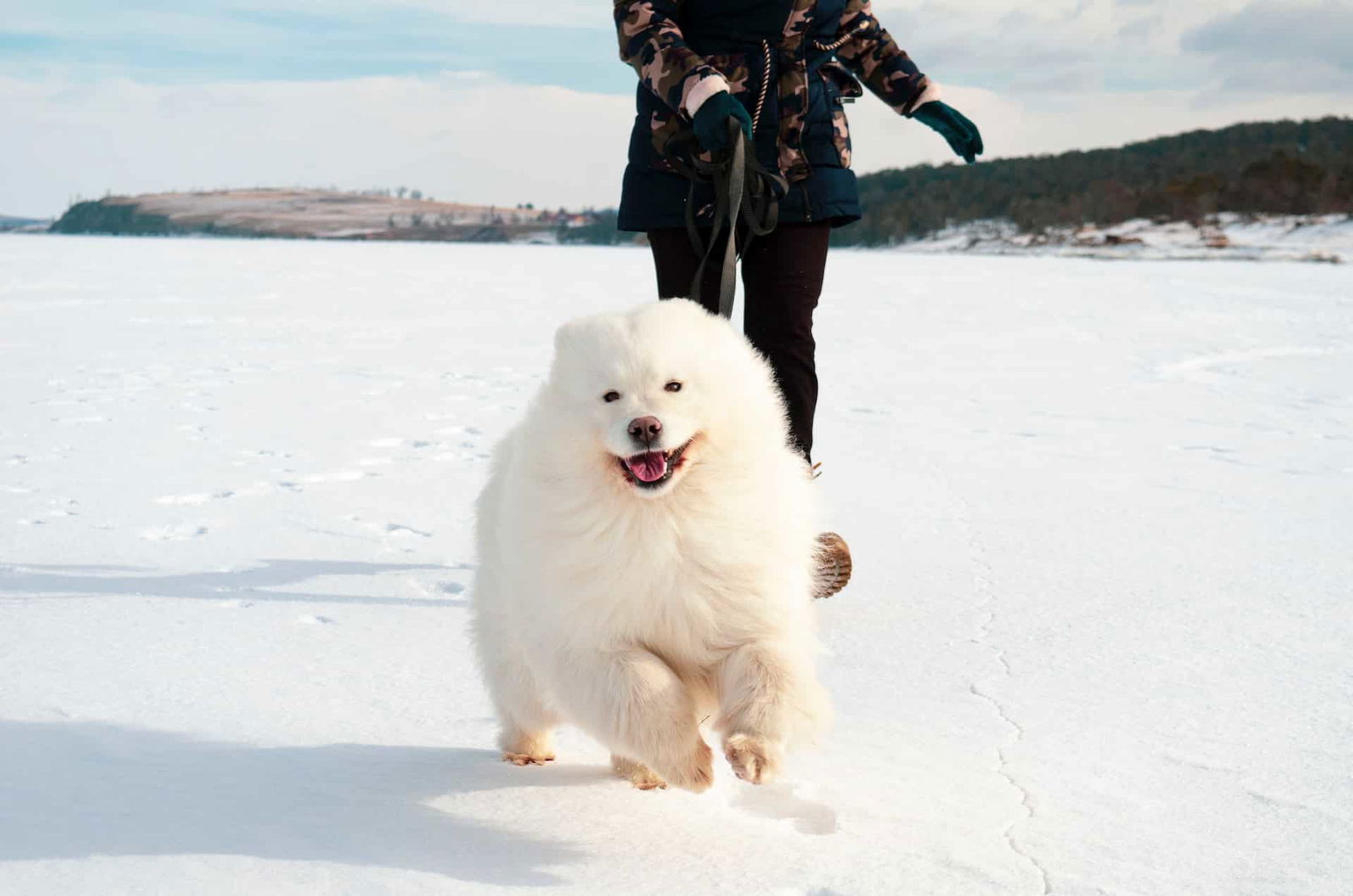 Assessing the Suitability of Samoyeds for Family Homes