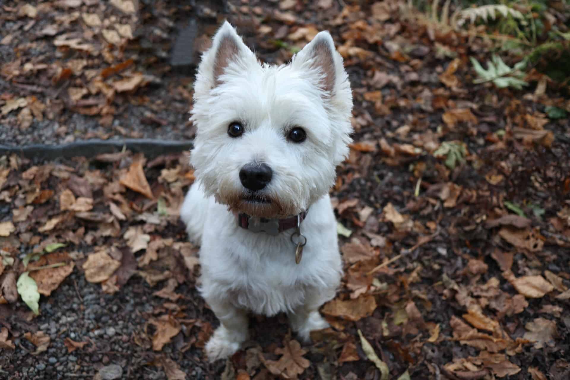 Can West Highland White Terriers Coexist with Other Pets