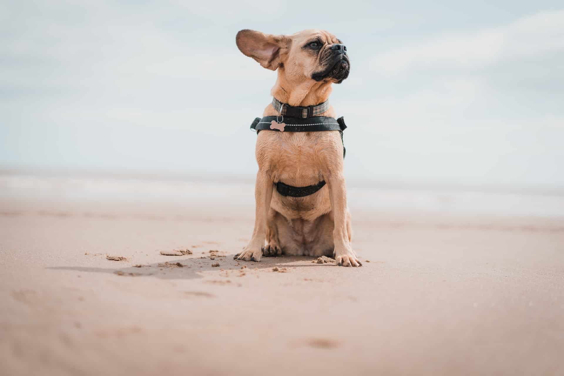 Dog sitting on sandy beach with ocean in background, wearing harness.