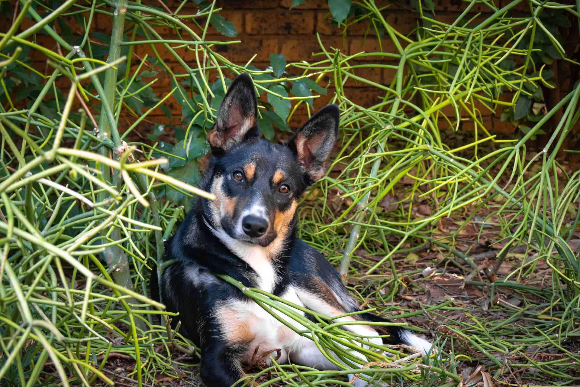 Young dog resting amidst green plants, playful and adorable.