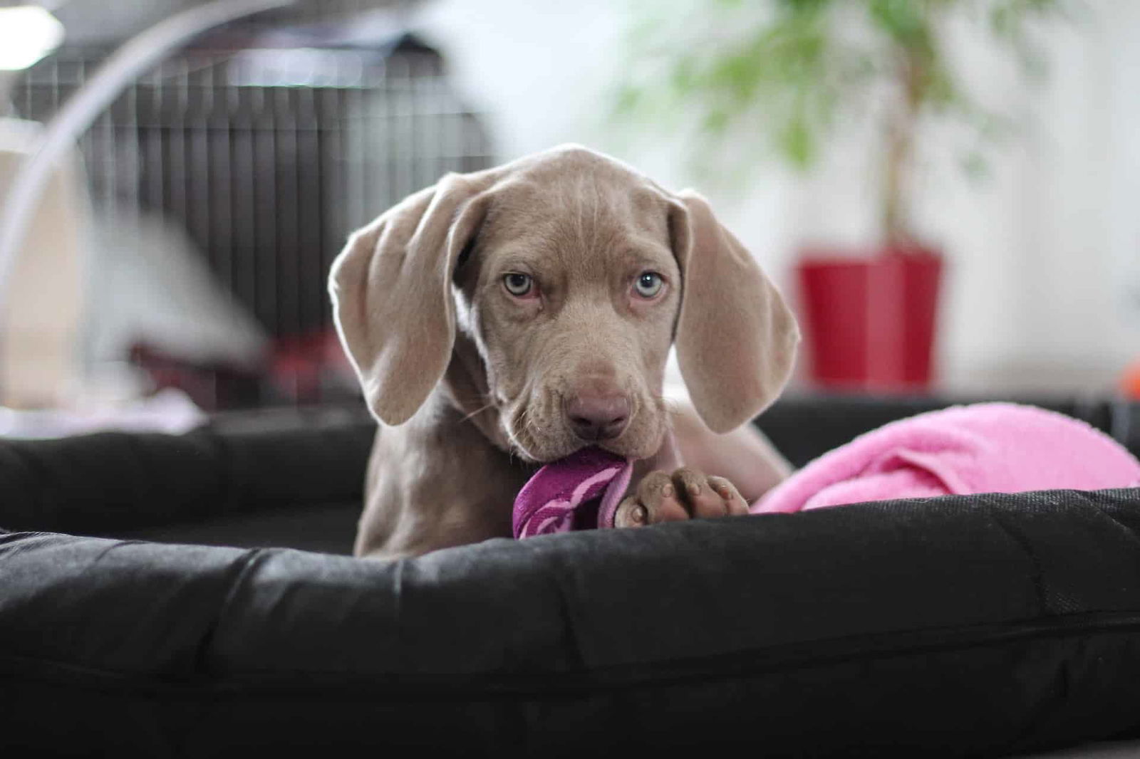 Adorable puppy playing with a plush toy in a cozy home environment.