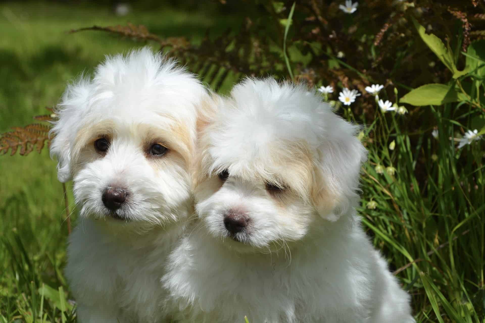 Adorable puppy duo sitting in lush garden with flowers and vibrant green background.