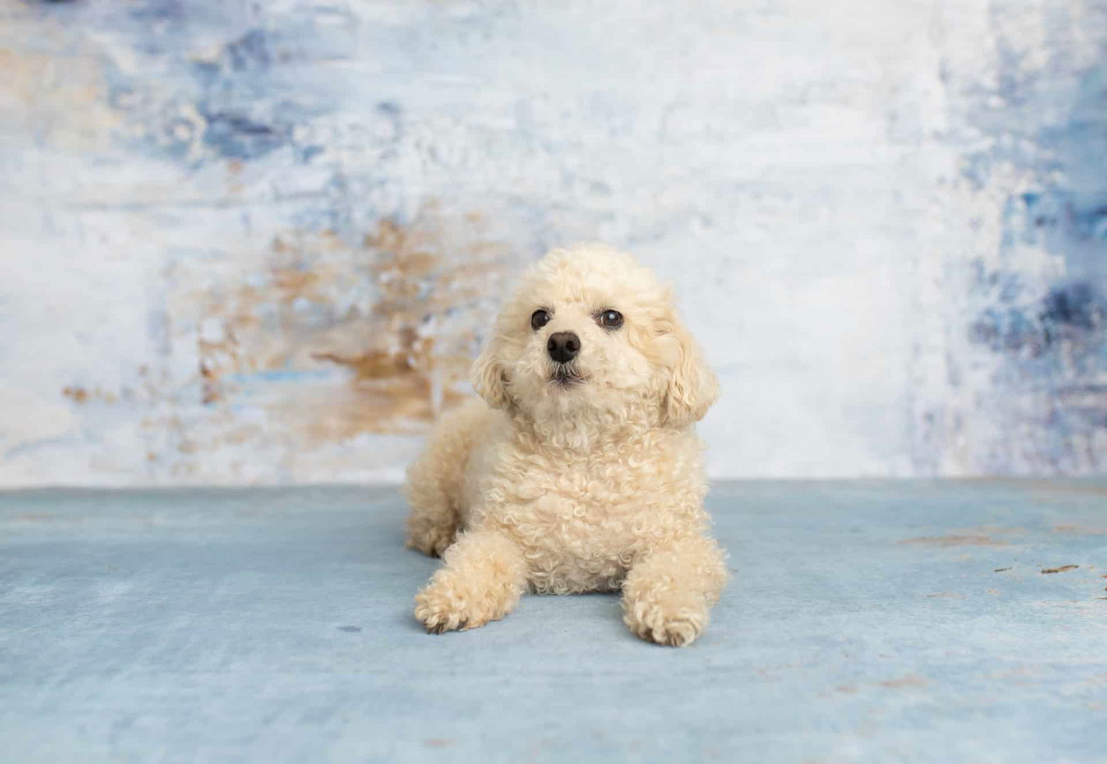 Adorable white poodle puppy, perfect for dog lovers and pet care enthusiasts seeking professional dog grooming.