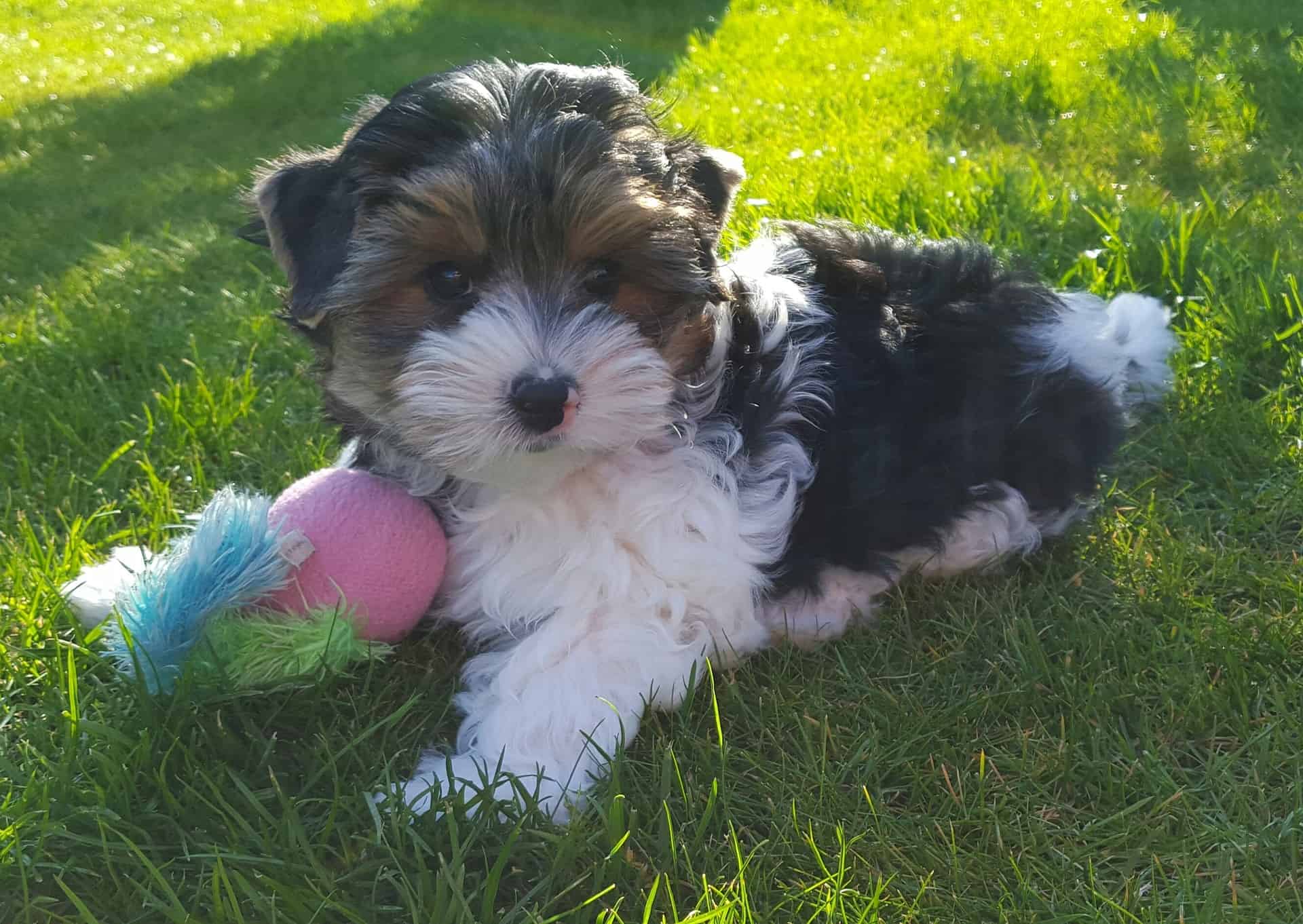 Adorable puppy lying on green grass, cuddling a colorful plush toy in sunlight. Perfect for dog lovers and pet care enthusiasts.