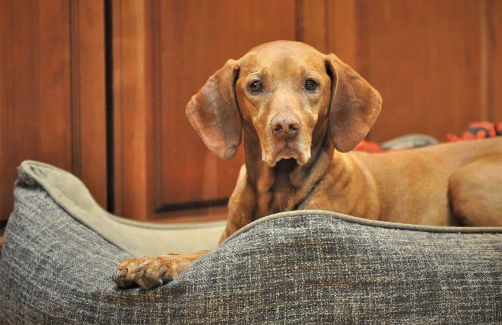 Adorable brown dog resting on a cozy gray dog bed. Perfect for pet comfort and home decor.