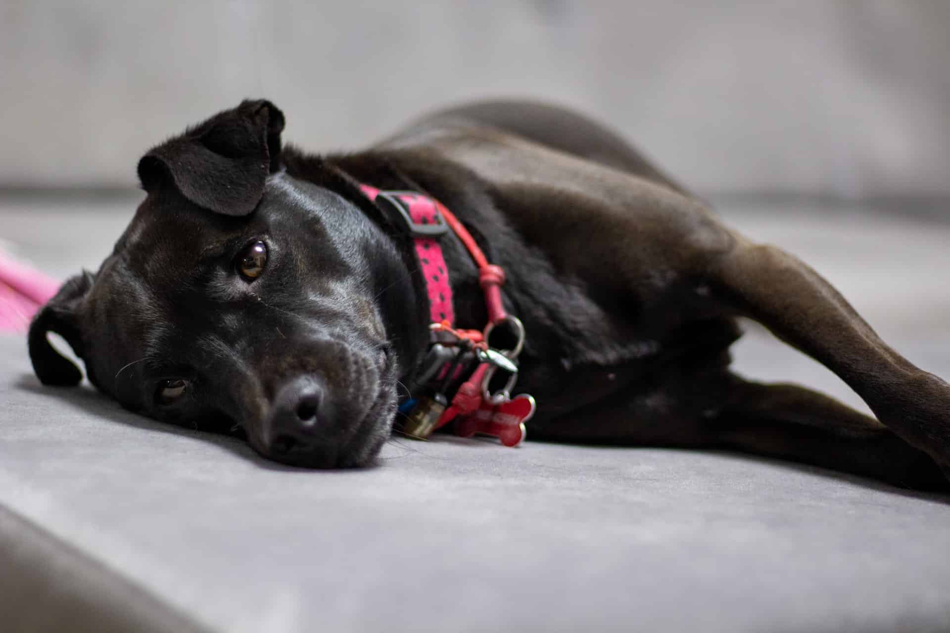 Adorable dog lying on a soft surface, wearing a pink collar, looking calm and relaxed.