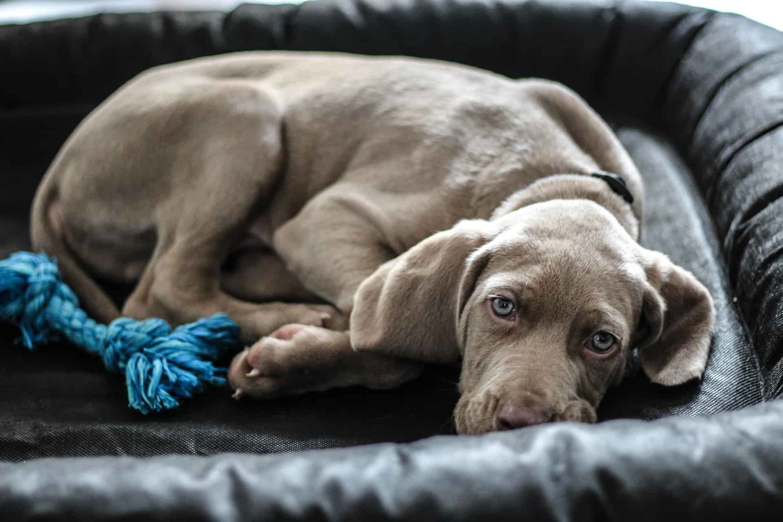 Cute puppy lying on dog bed, cozy and relaxed, with a blue rope toy nearby.