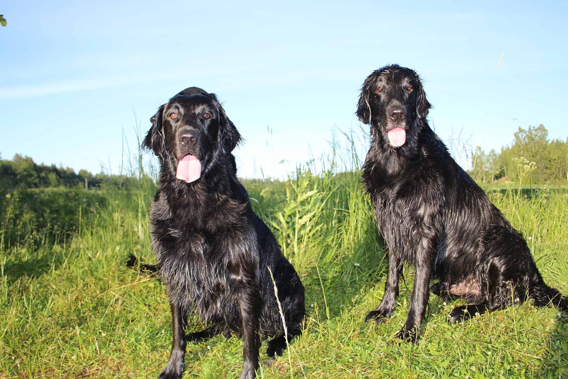 Adorable black Labrador retrievers sitting in lush green grass on a sunny day.