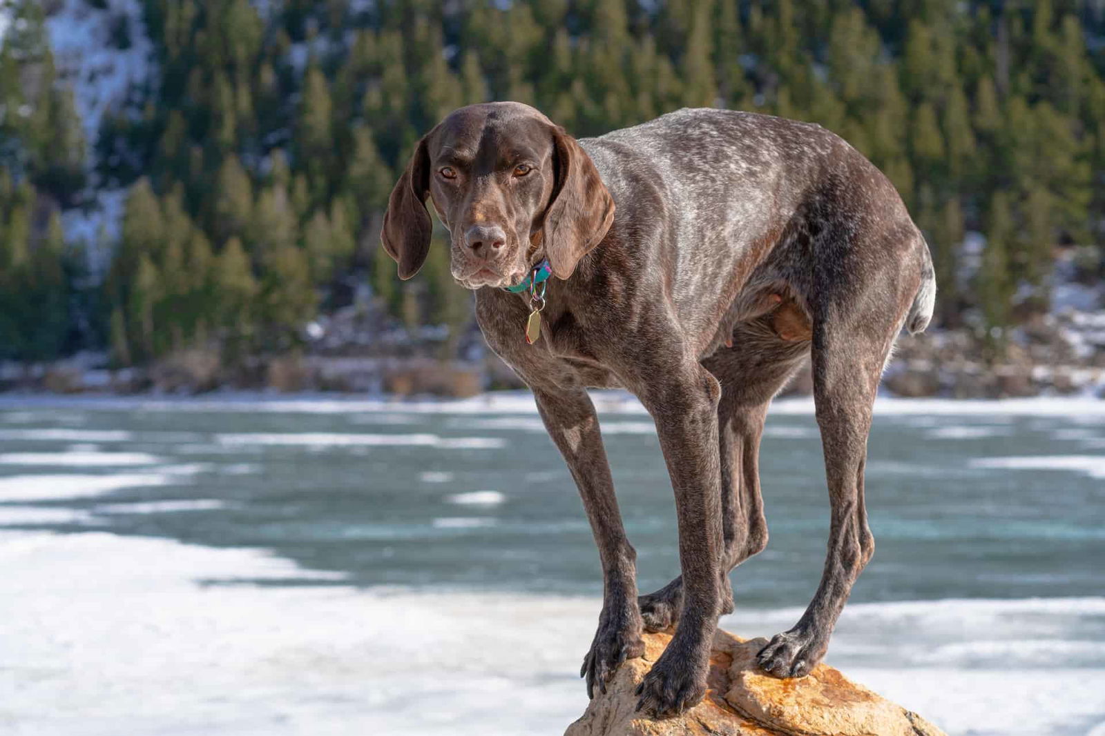 Dog standing on a rock by frozen water with pine trees in the background.