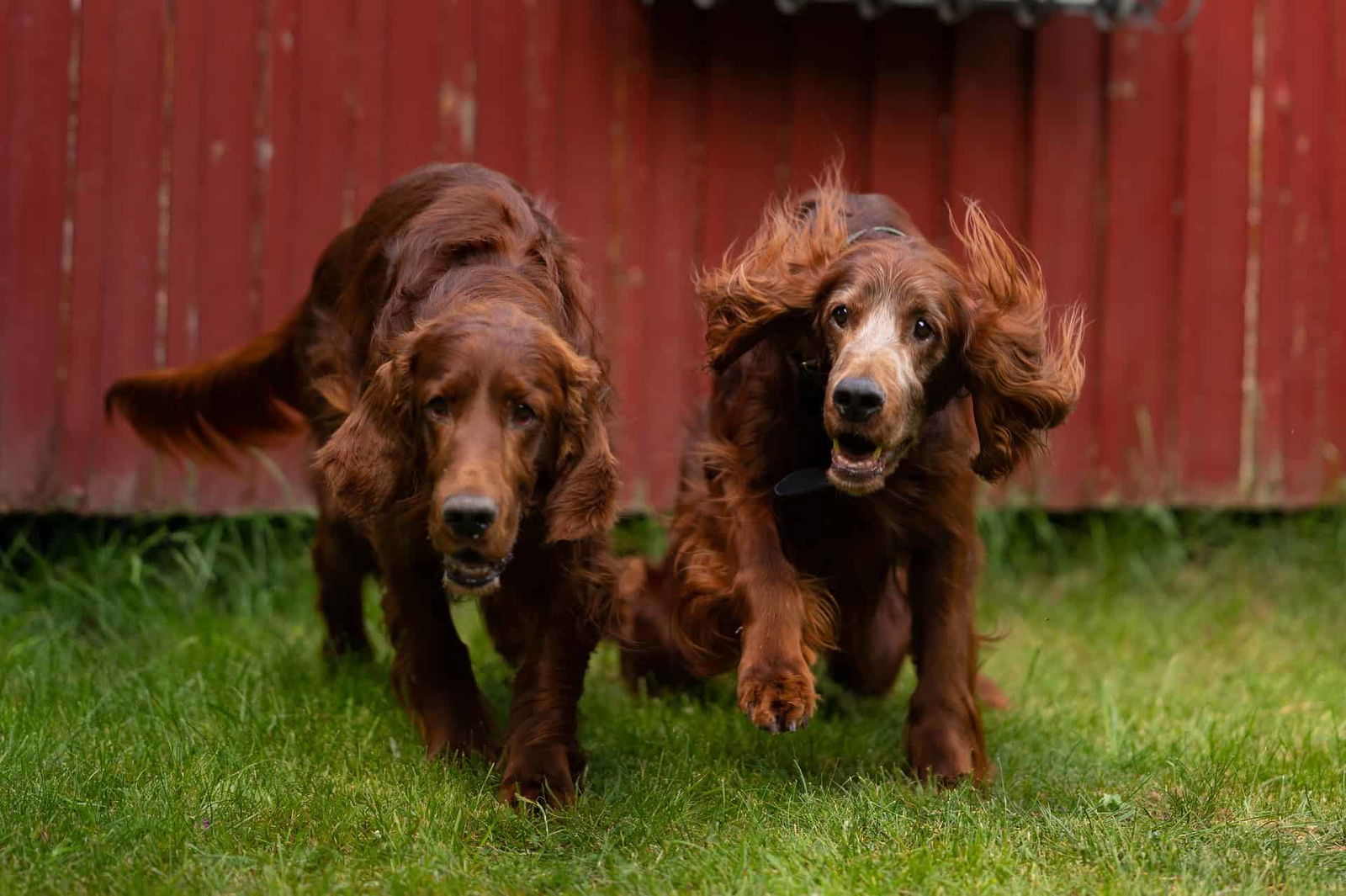 Comparing Male and Female Irish Setters