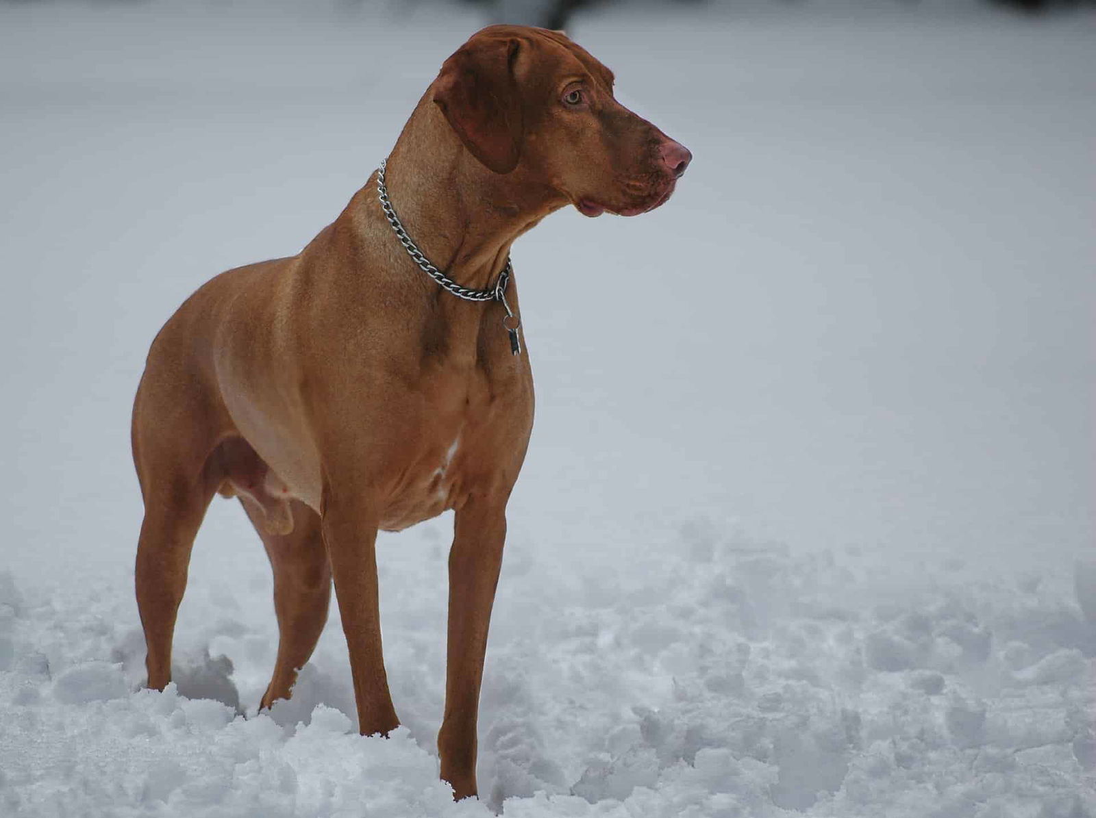 A brown dog standing in snowy outdoors, highlighting professional pet care, grooming, and veterinary services for dogs.