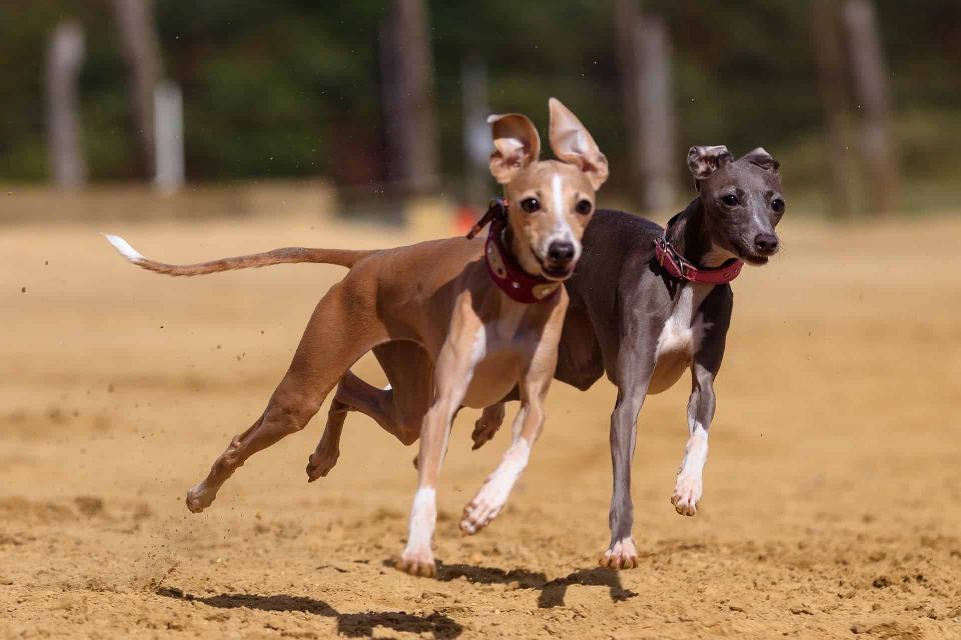 Adorable whippets running fast on a sandy trail in a park.