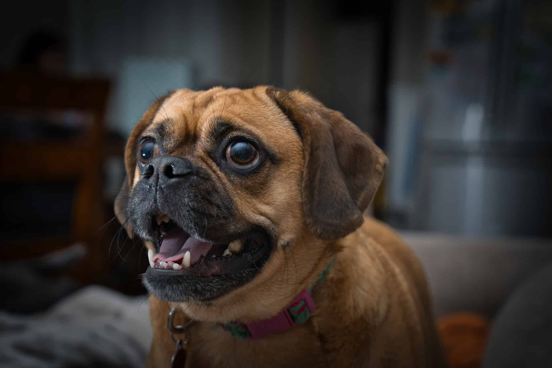 Concluding Insight on the Puggle Breed
