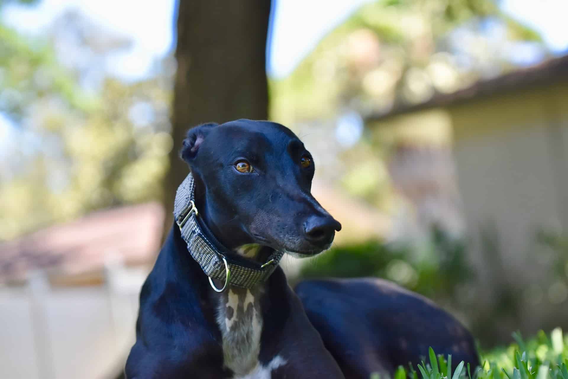 Elegant black dog resting in the grass in a sunny outdoor setting, perfect for pet care, dog walking, and outdoor adventure.