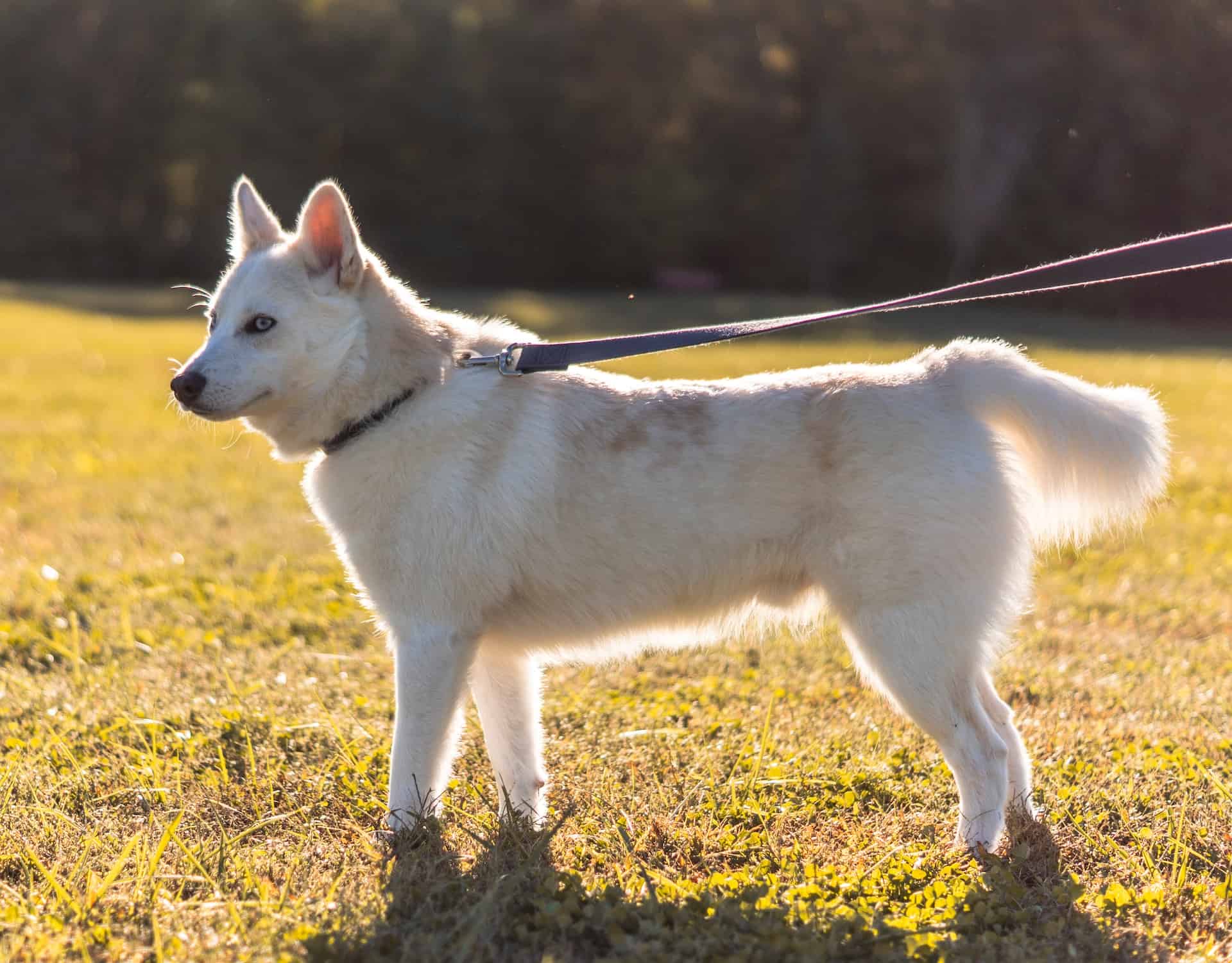 Concluding Thoughts on the American White Shepherd Breed
