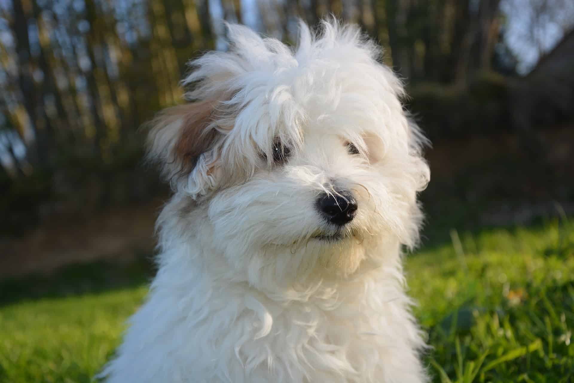 Concluding Thoughts on the Coton de Tulear