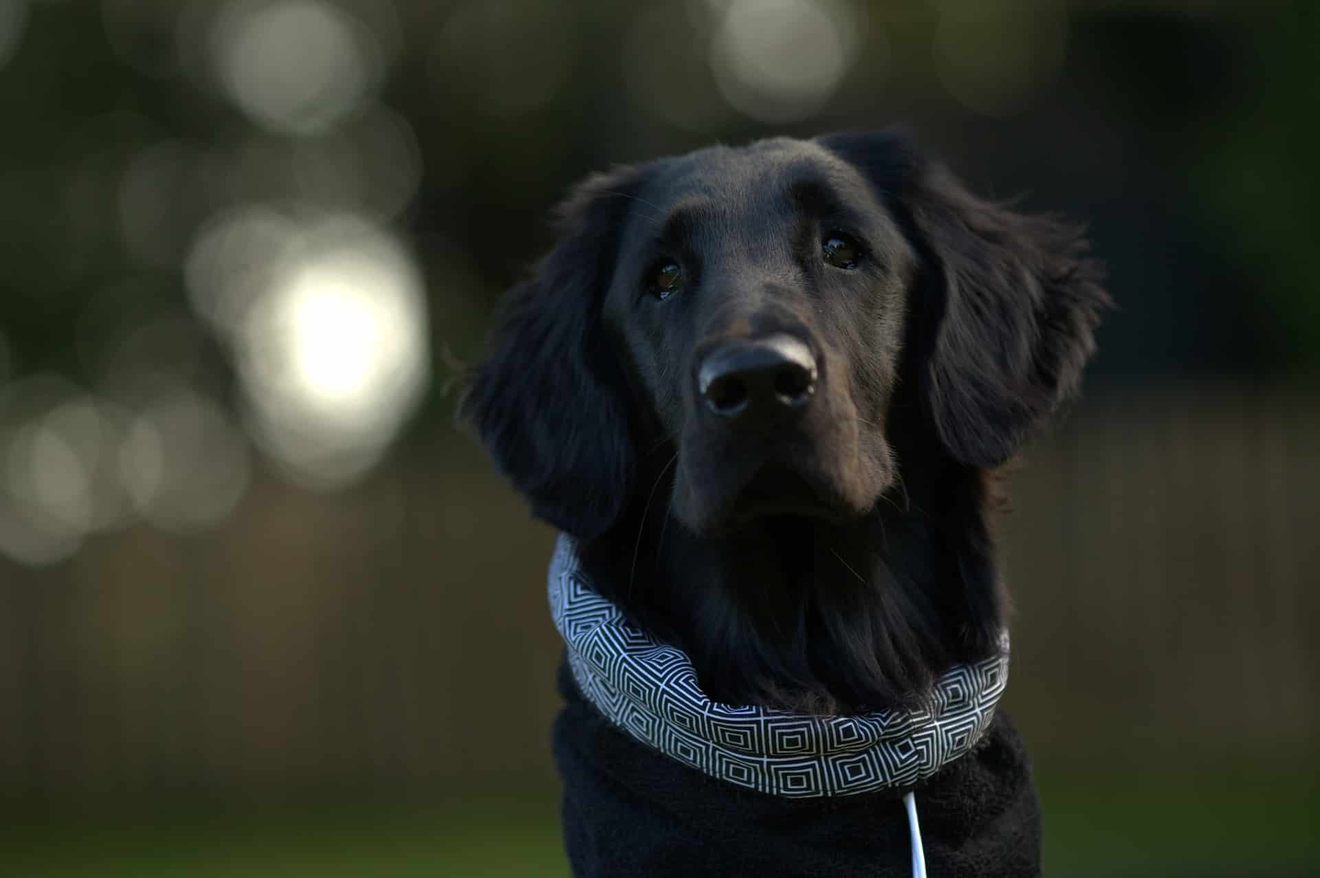 Black retriever with a patterned bandana outdoors.