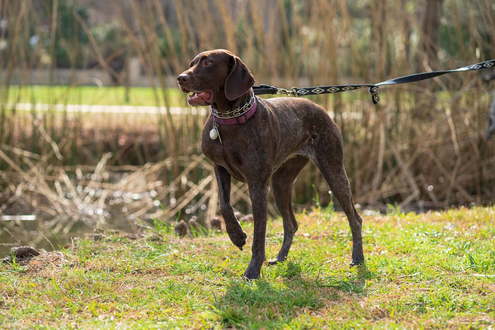 Adorable brown dog exploring outdoors, on a leash during a walk in a grassy park.