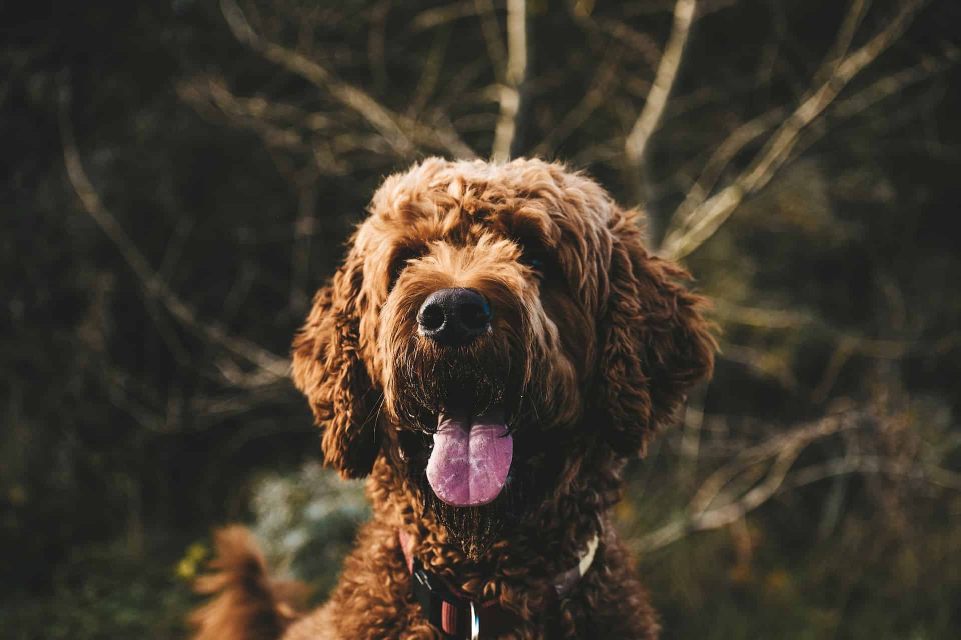 Happy doodle dog outdoors in nature.