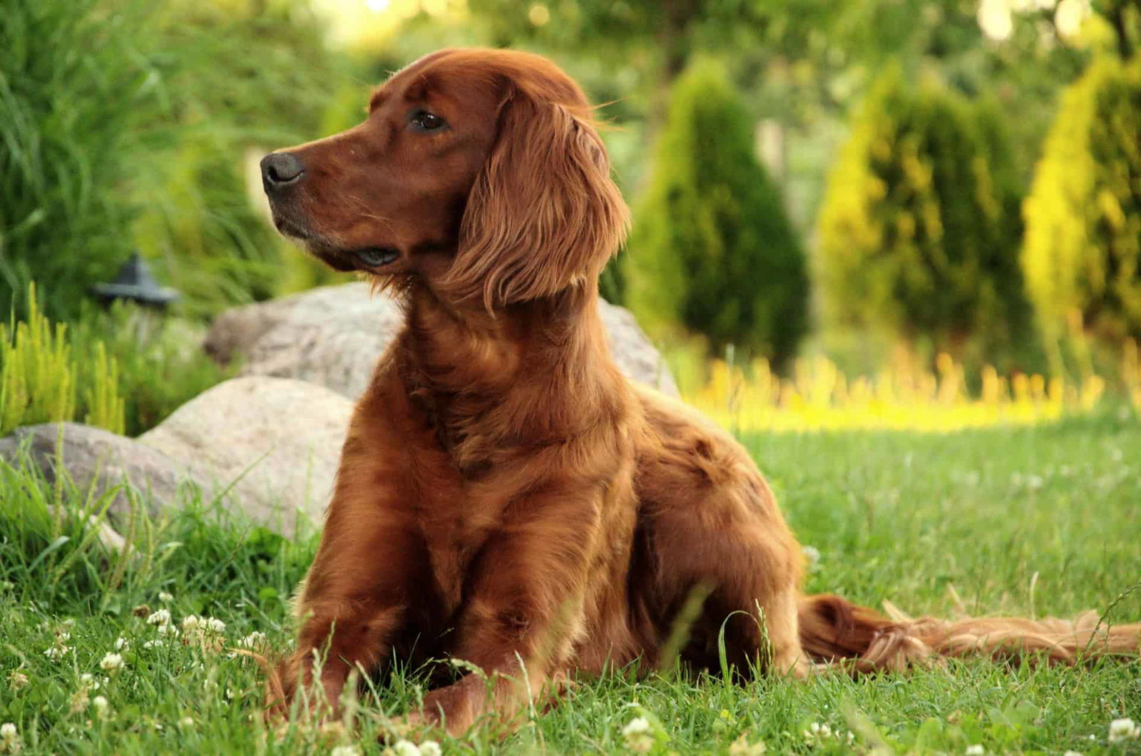 Concluding Thoughts on the Irish Setter Breed