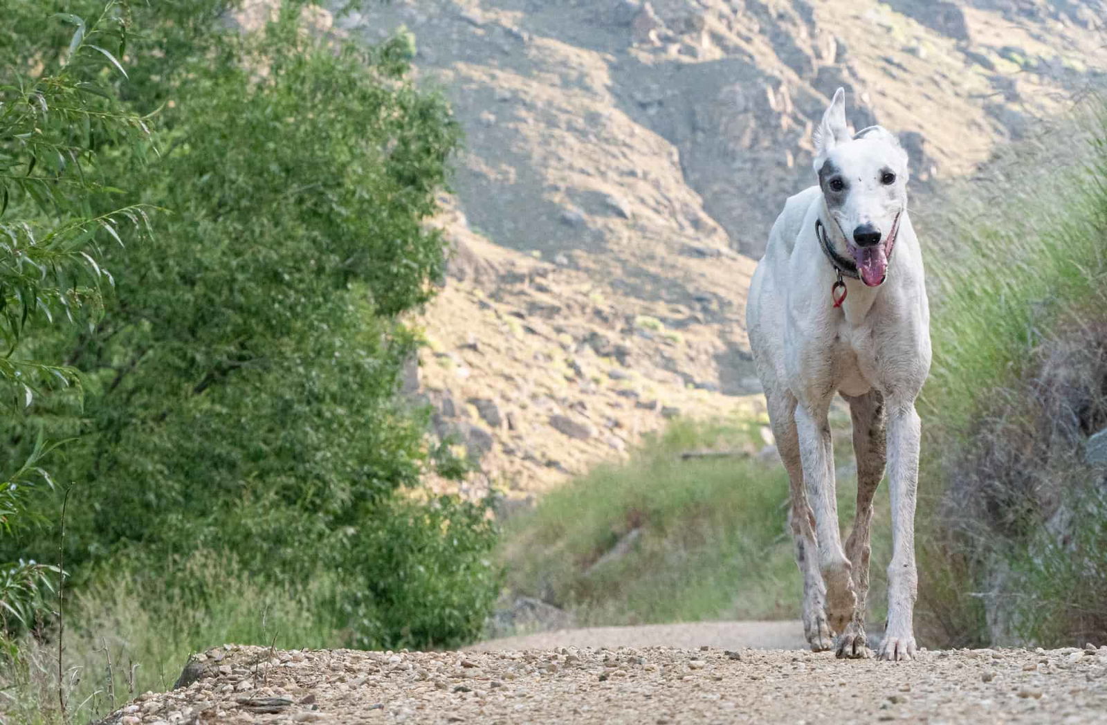 Dog enjoying outdoor hike in nature setting.