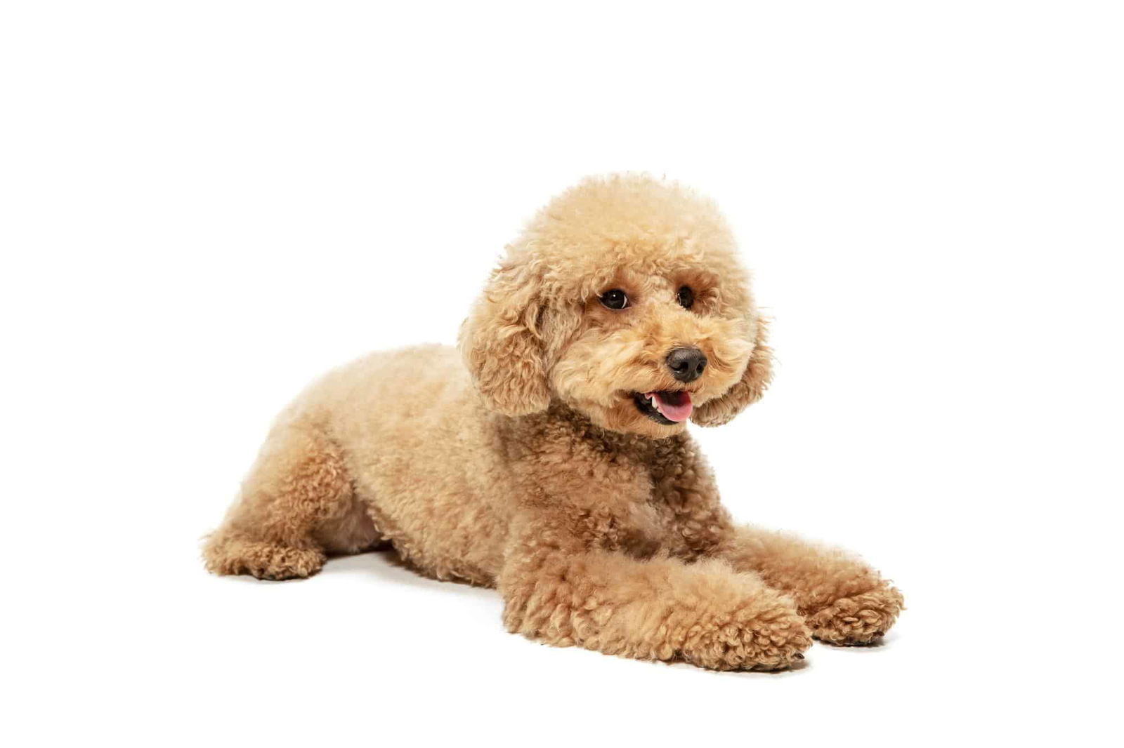 Adorable poodle puppy with curly fur, relaxing on white background.