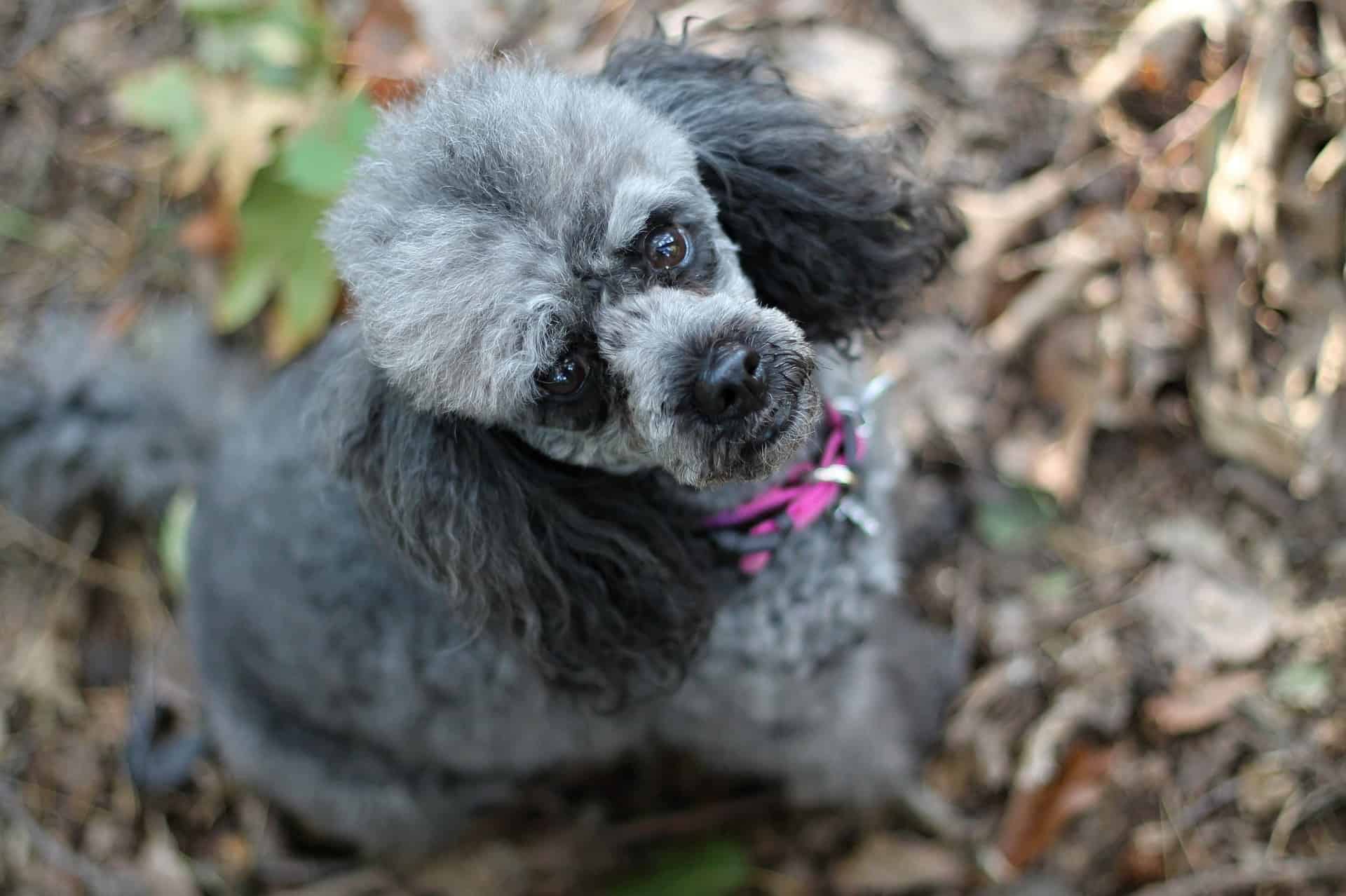 Concluding Thoughts on the Miniature Poodle