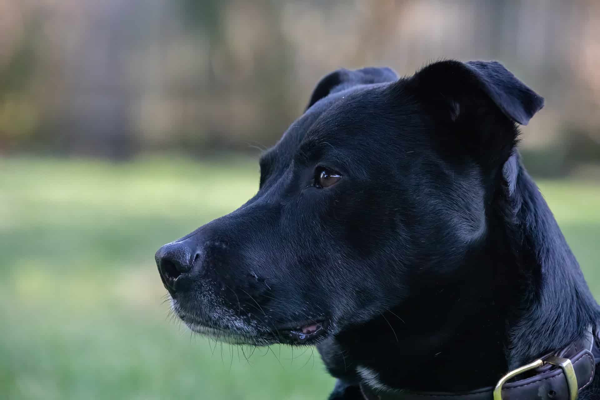 Loyal black dog outdoors, attentive and calm, in a natural setting. Perfect for dog care and training services.