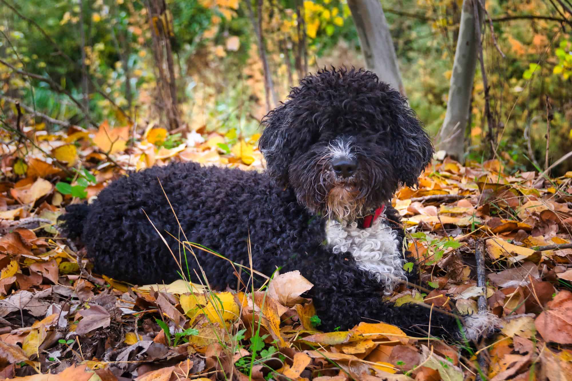 Adorable curly-haired dog relaxing outdoors in colorful fall foliage. Perfect for pet lovers and autumn scenery.