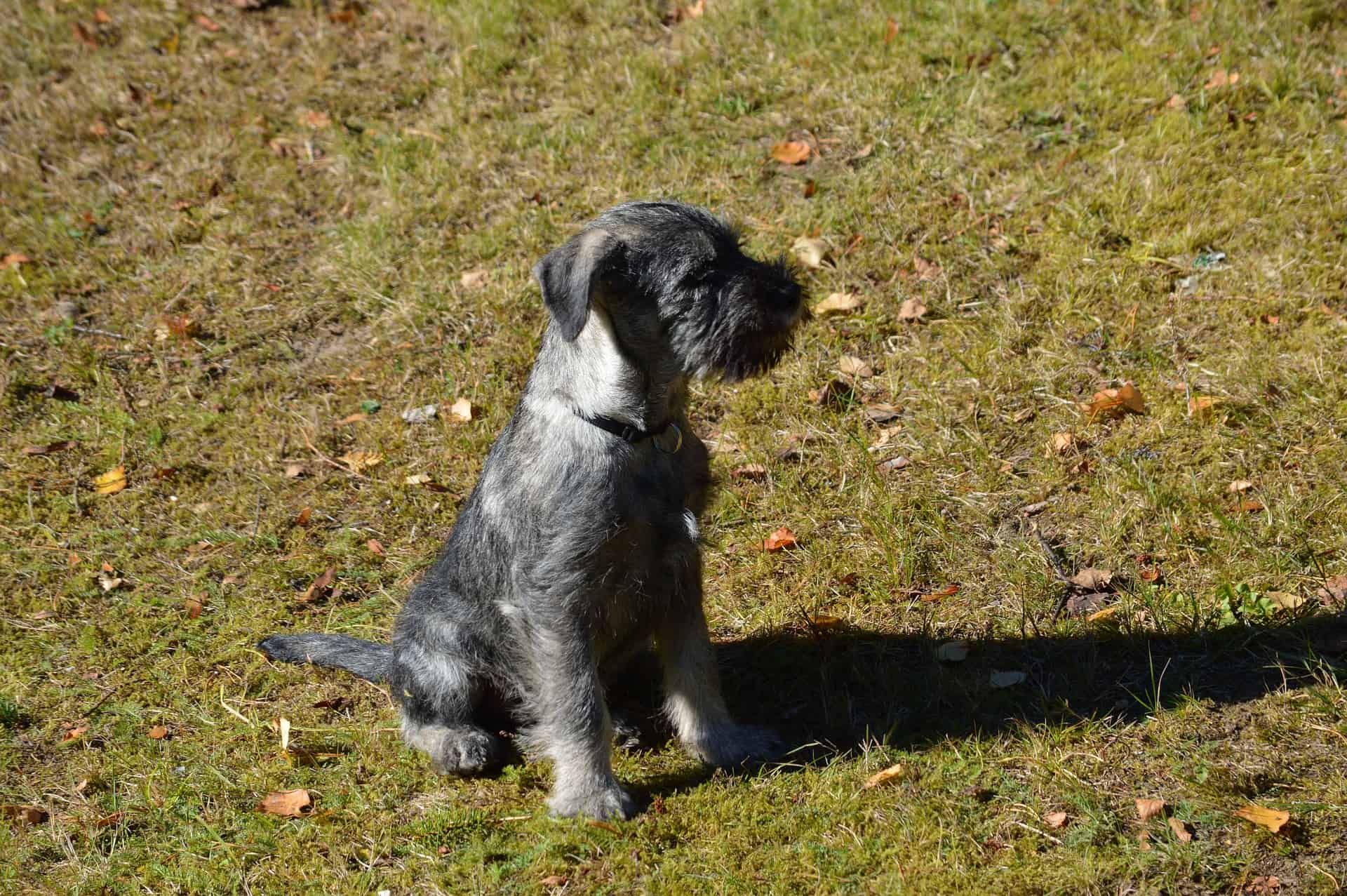Concluding Thoughts on the Standard Schnauzer