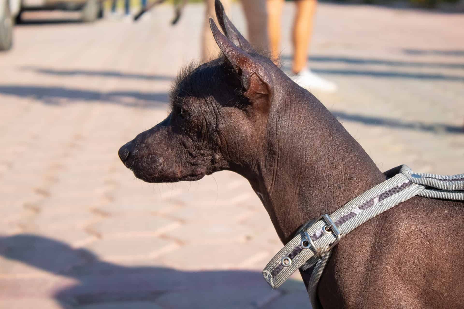 Xoloitzcuintle photo 3