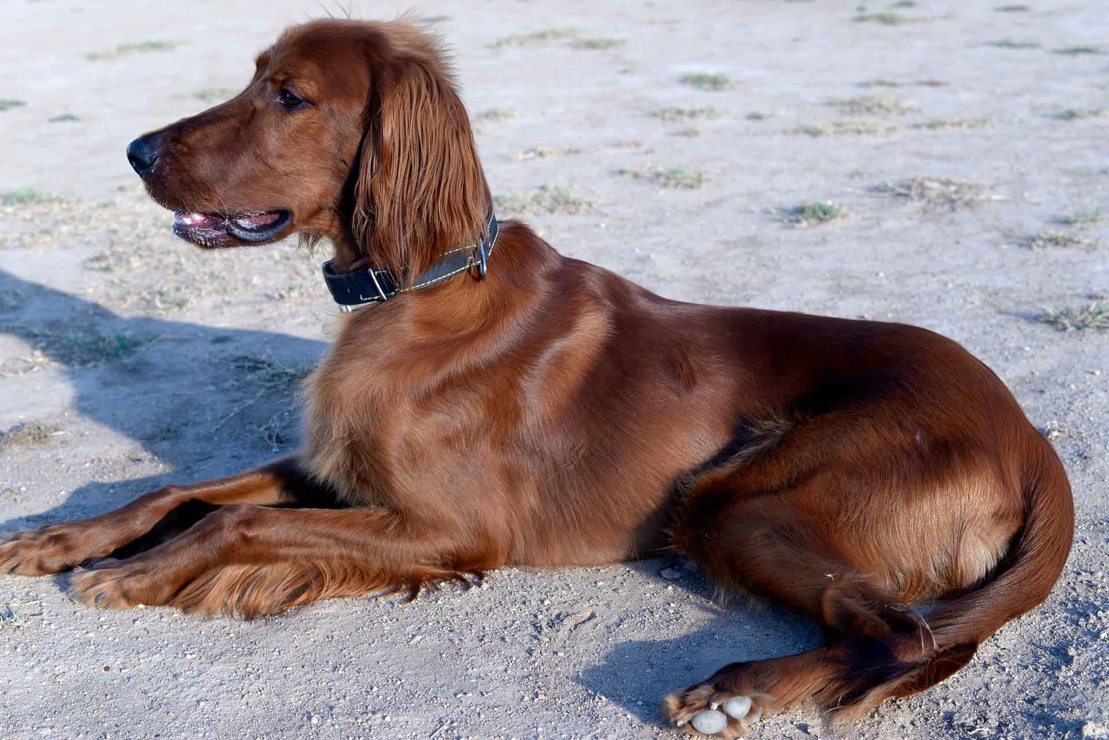 Irish Setter photo 3