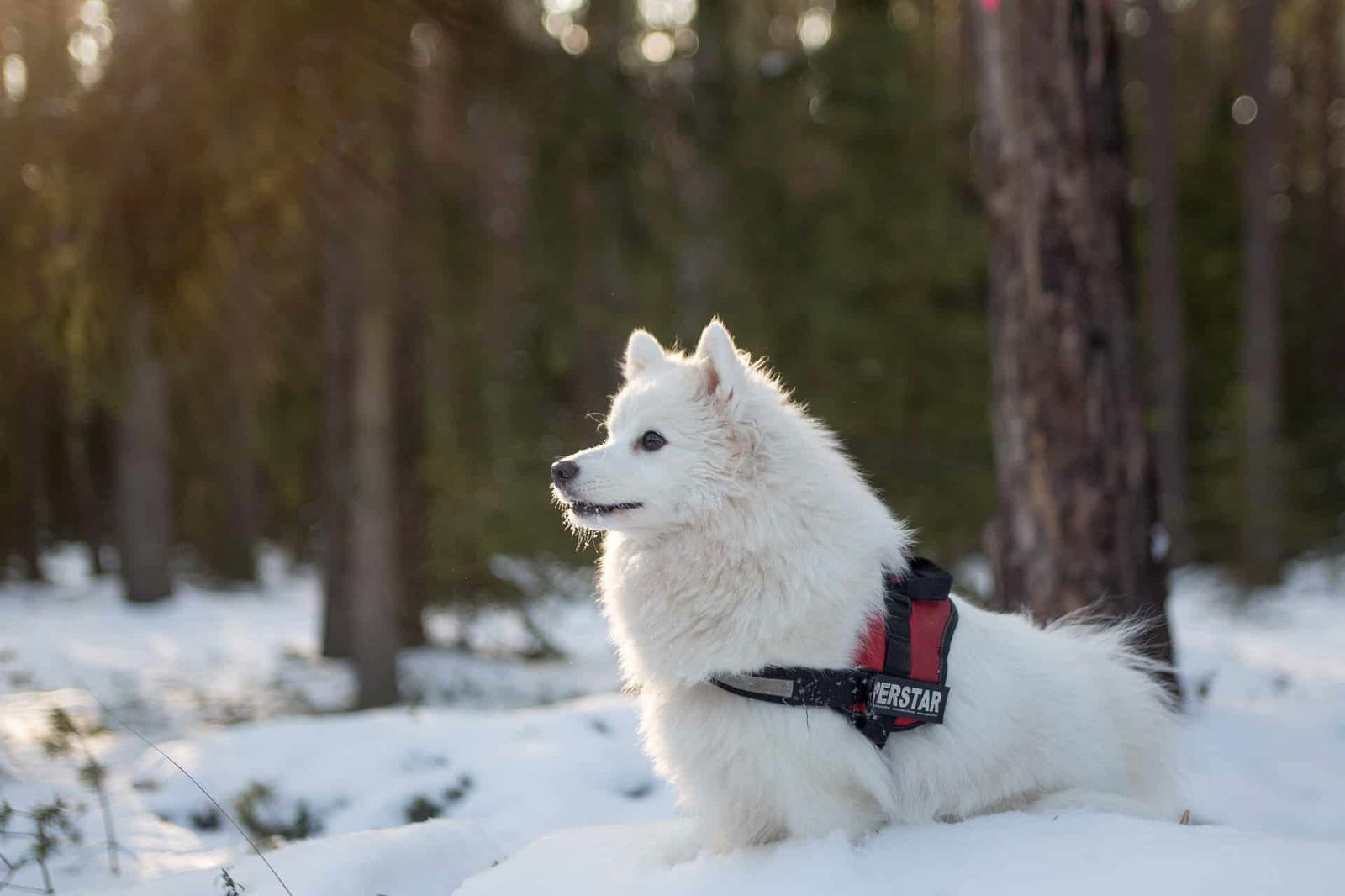 Delving Further into Samoyed Trivia