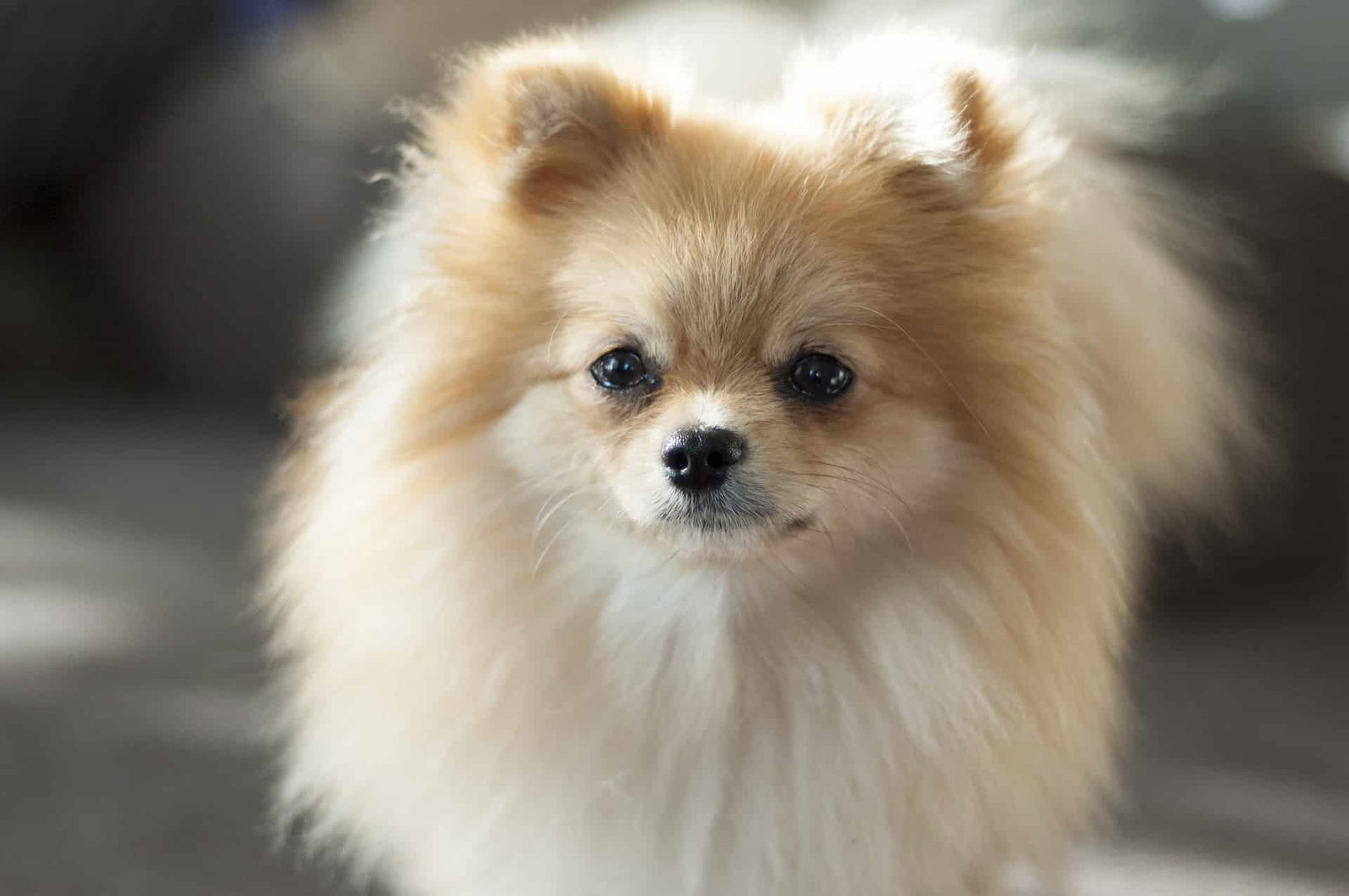Adorable Pomeranian puppy with fluffy coat, perfect for dog lovers seeking a small, cute pet.