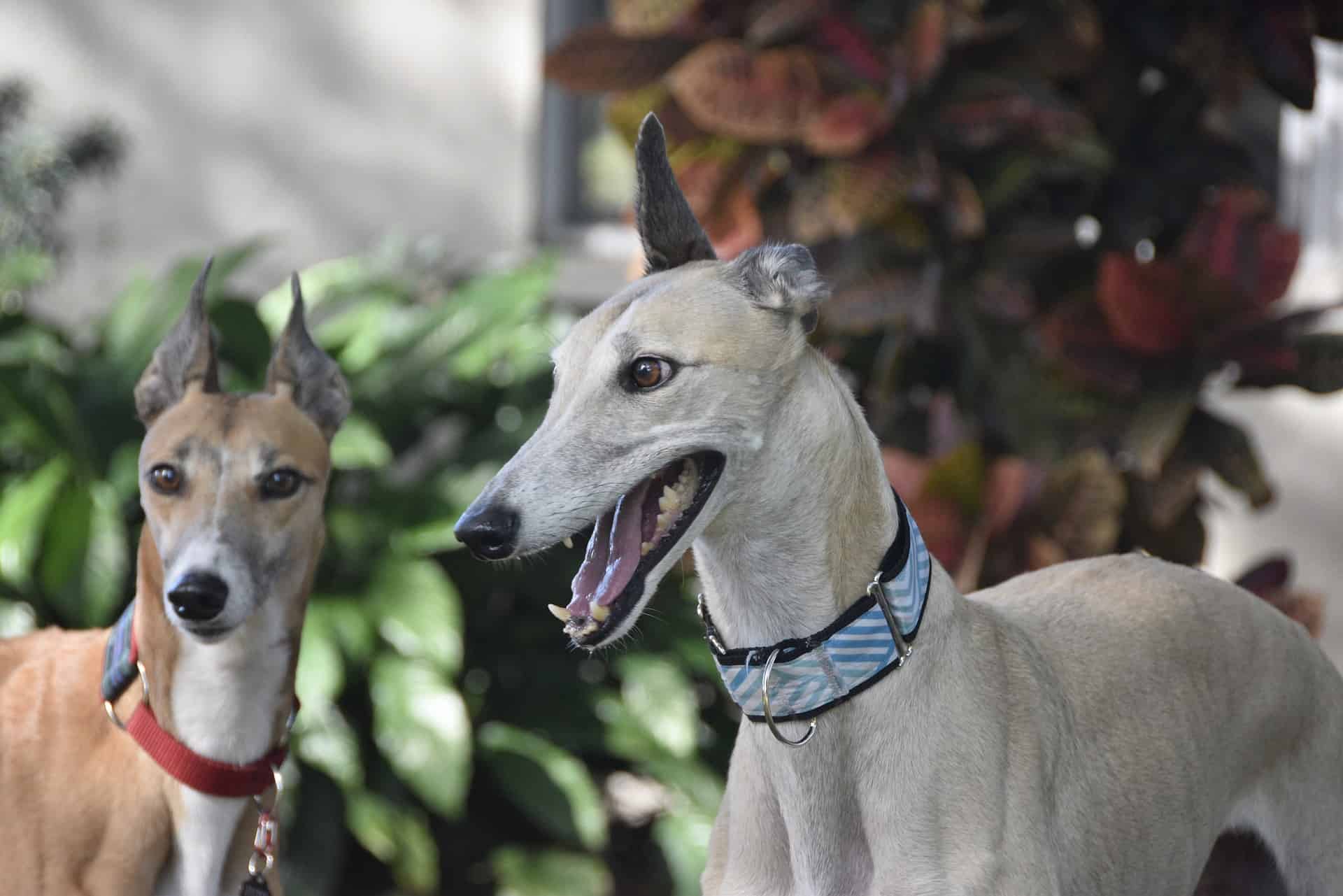 Adorable Italian Greyhounds enjoying nature, showcasing friendly dogs with stylish collars outdoors.