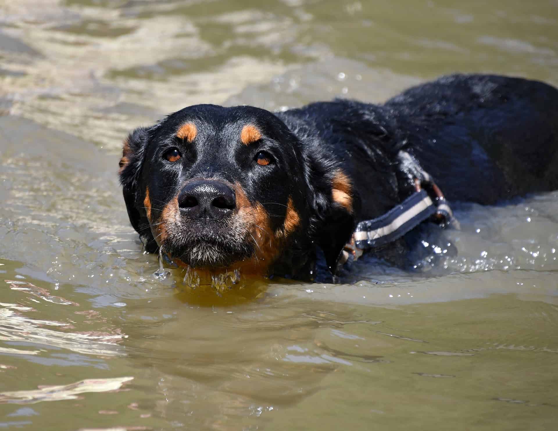 Discover One More Interesting Beauceron Fact
