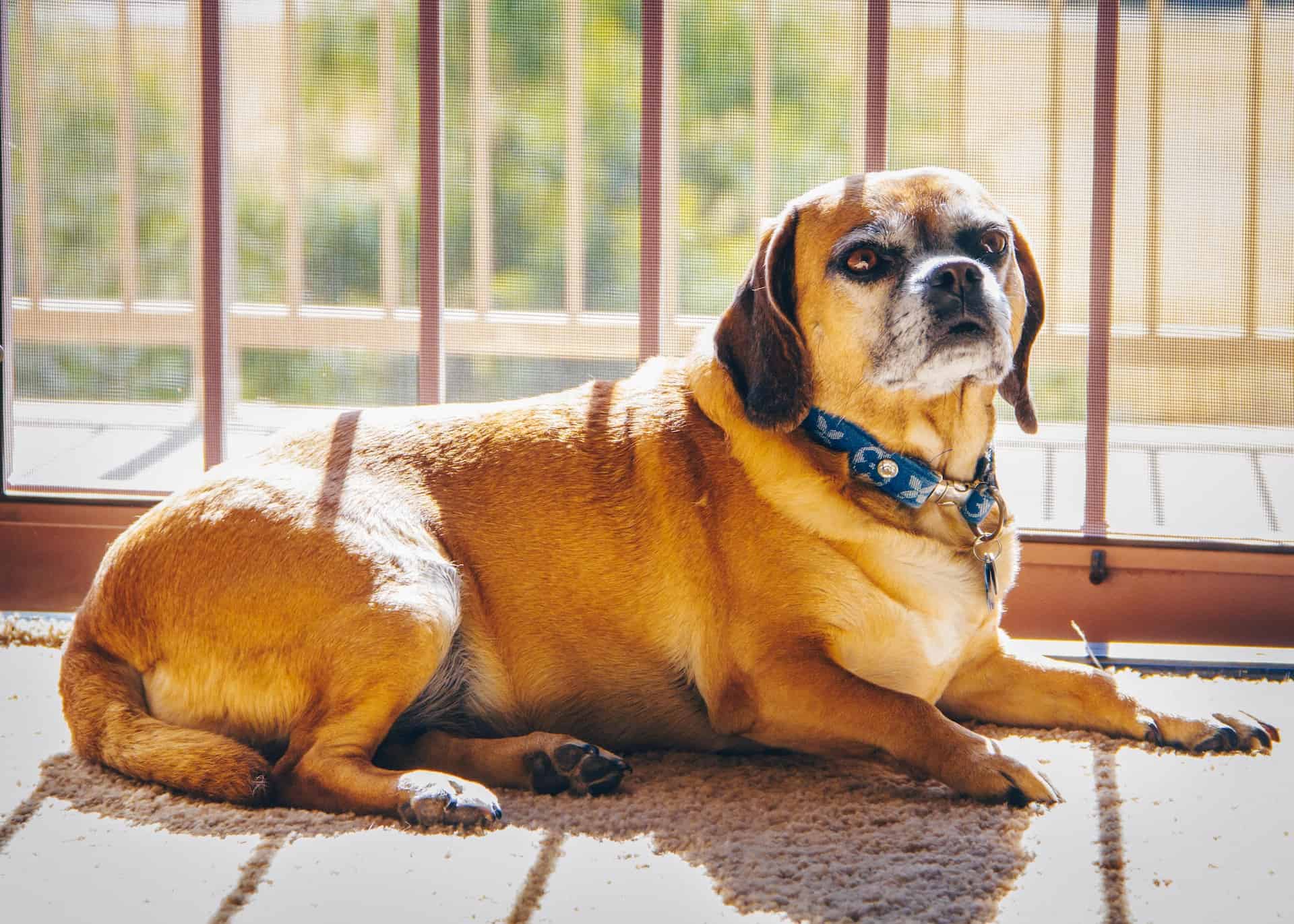 Puggle photo 3